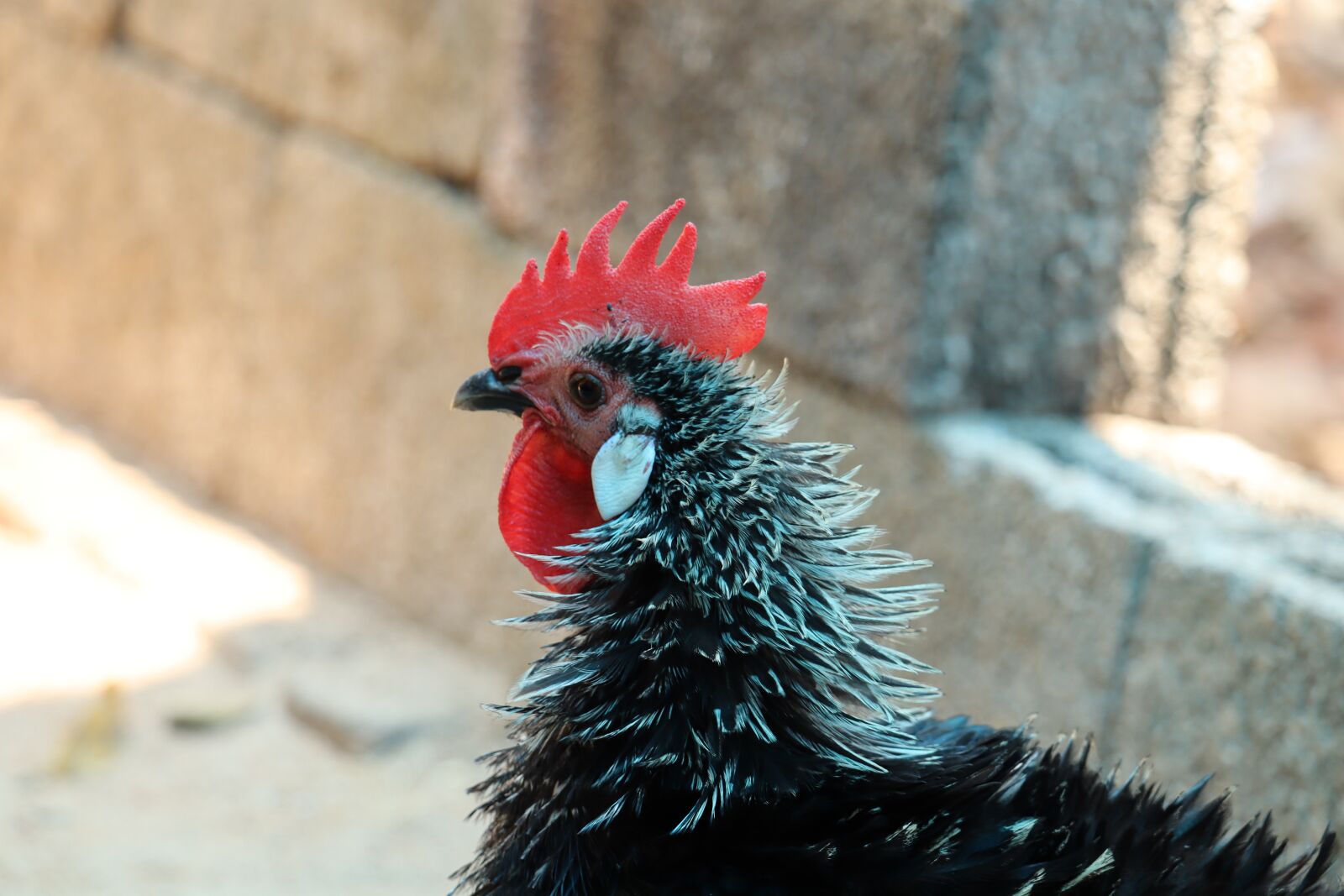Canon EOS 250D (EOS Rebel SL3 / EOS Kiss X10 / EOS 200D II) sample photo. Hen, kerala, male photography