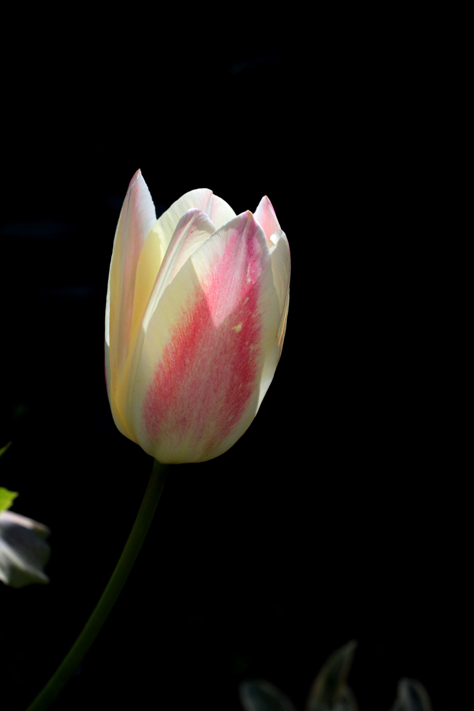 Canon EOS 600D (Rebel EOS T3i / EOS Kiss X5) + Canon EF 50mm F1.8 STM sample photo. Tulip, white, pink photography