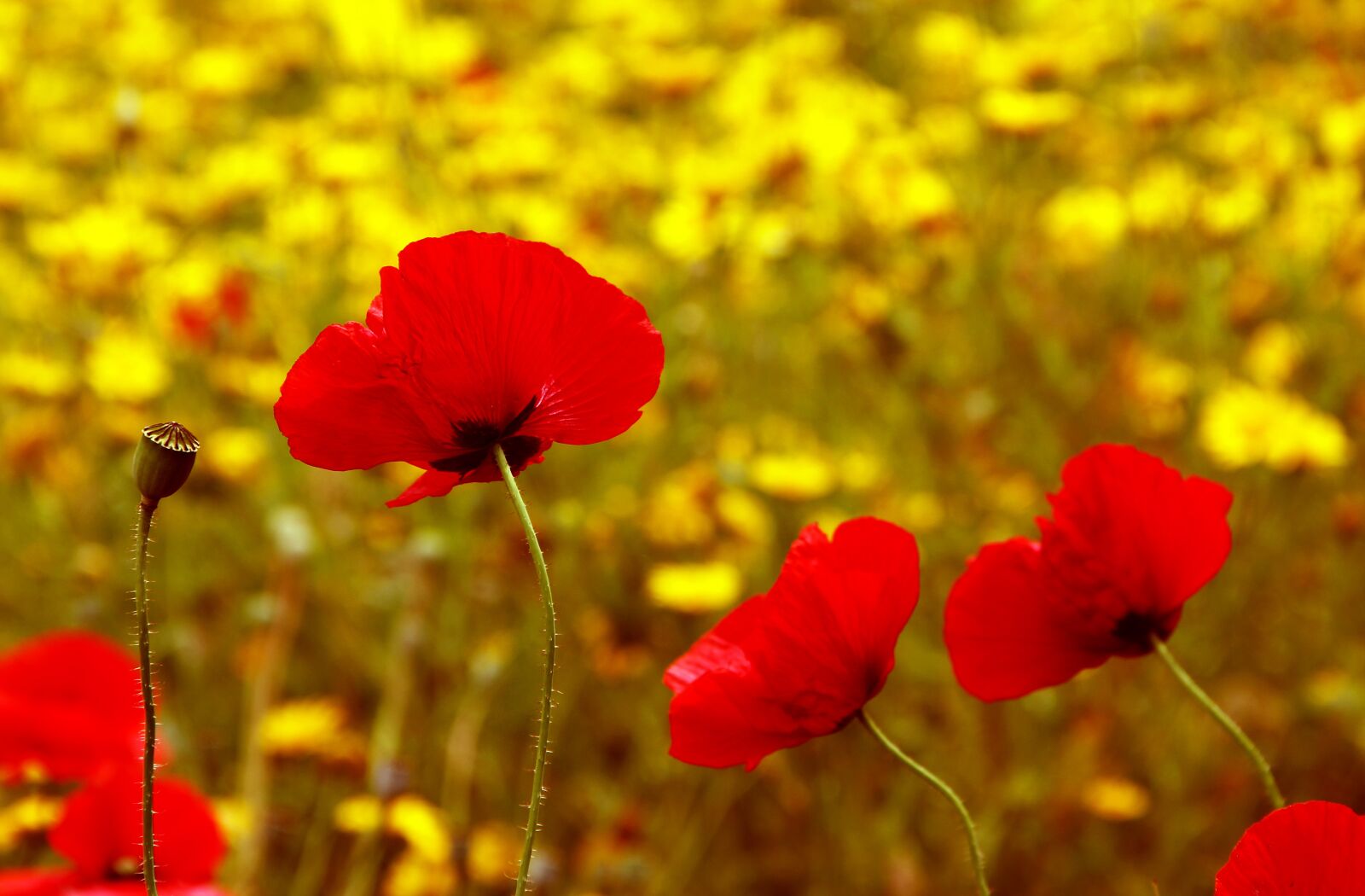 Canon EOS 550D (EOS Rebel T2i / EOS Kiss X4) sample photo. Flower, poppy, nature photography