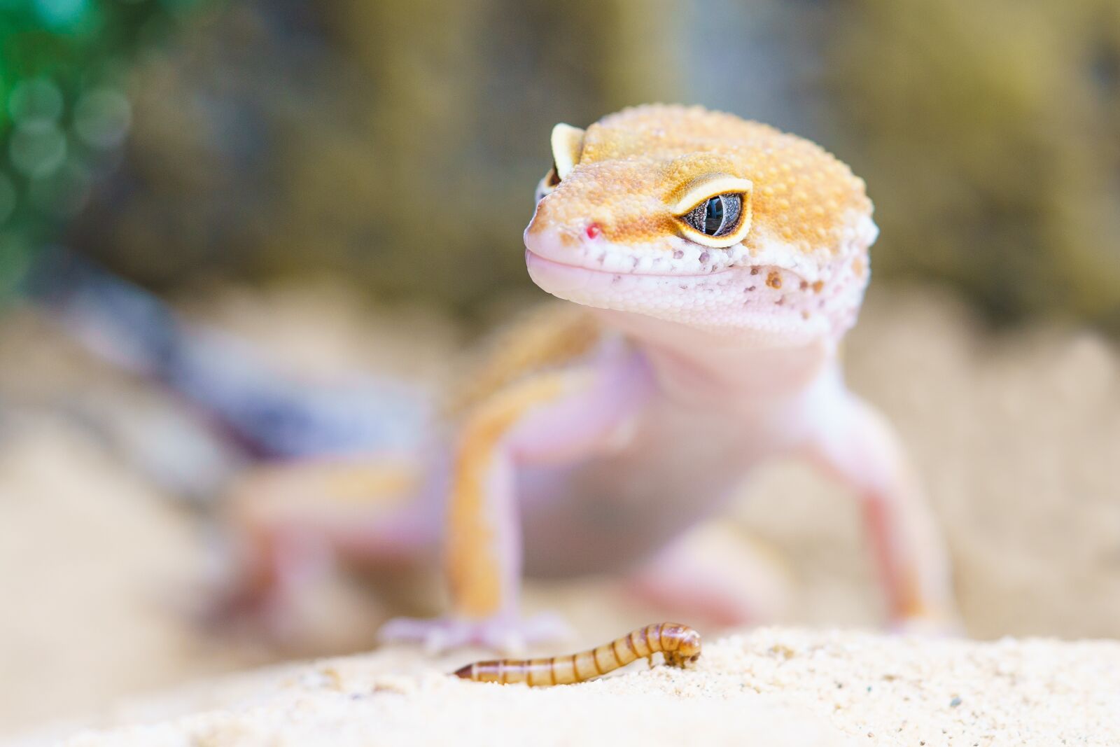 Sony a7R II + Sony FE 90mm F2.8 Macro G OSS sample photo. Gecko, reptile, terrarium photography