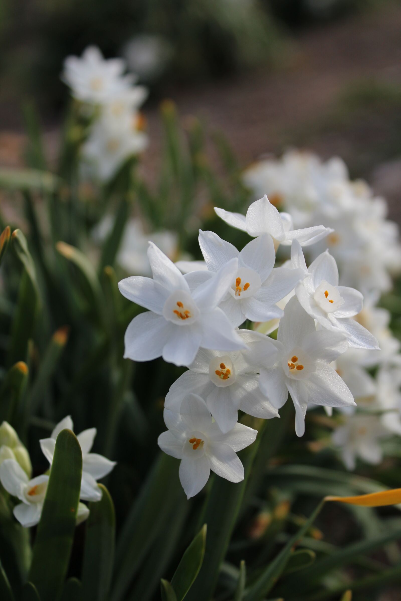 Canon EOS 1200D (EOS Rebel T5 / EOS Kiss X70 / EOS Hi) sample photo. Flowers, white, bulbs photography