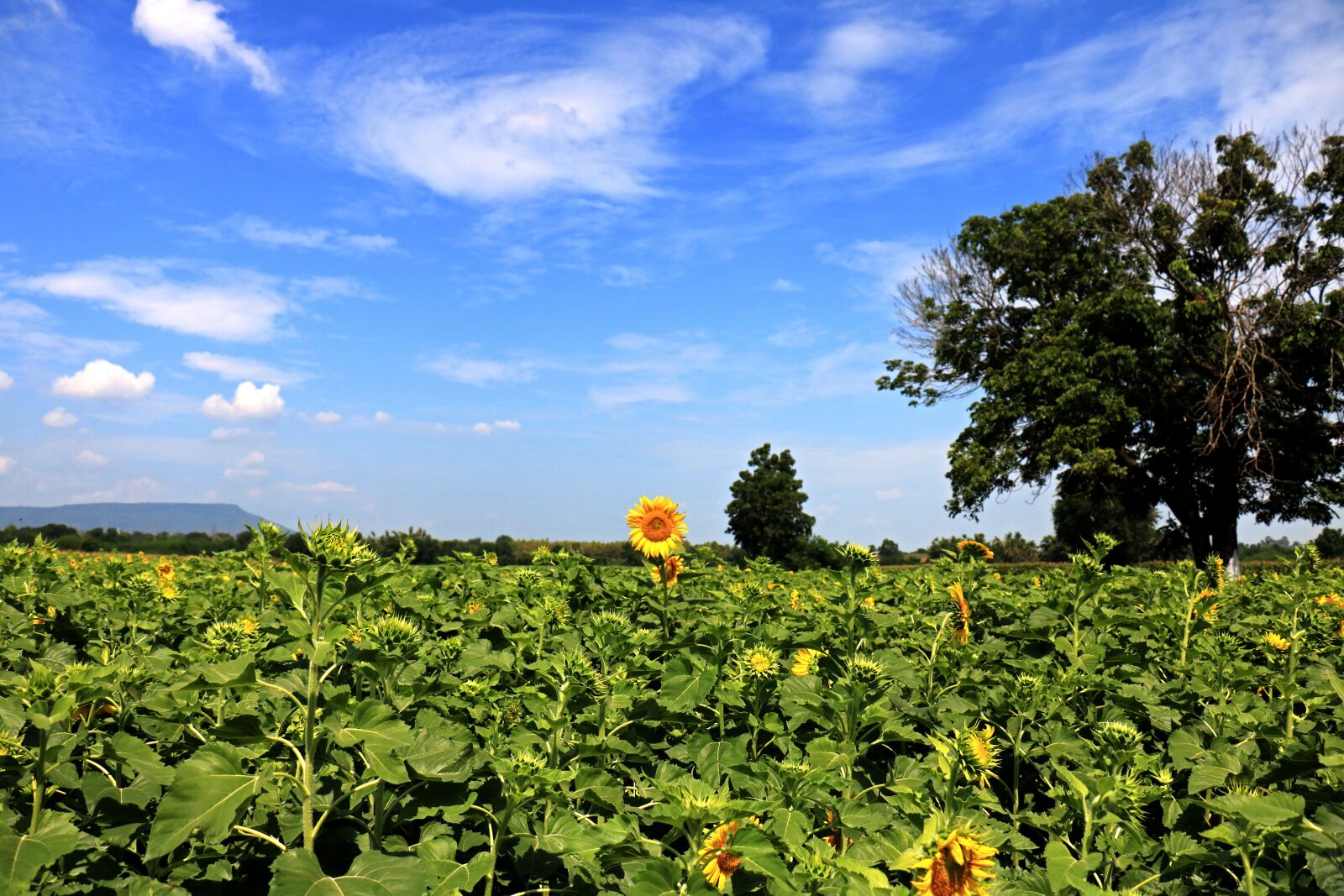 Canon EOS 750D (EOS Rebel T6i / EOS Kiss X8i) sample photo. Thailand, sunflower, landscape photography