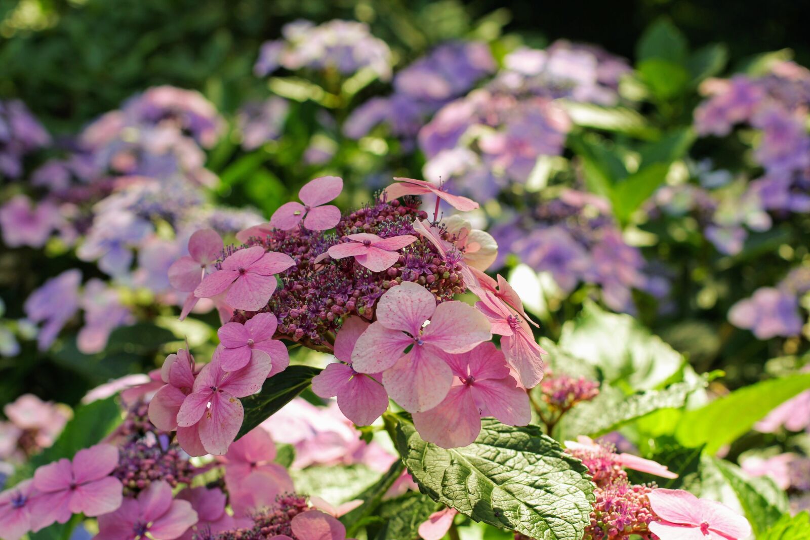 Canon EOS 60D + Canon EF 50mm F1.4 USM sample photo. Hydrangea, flower, blossom photography