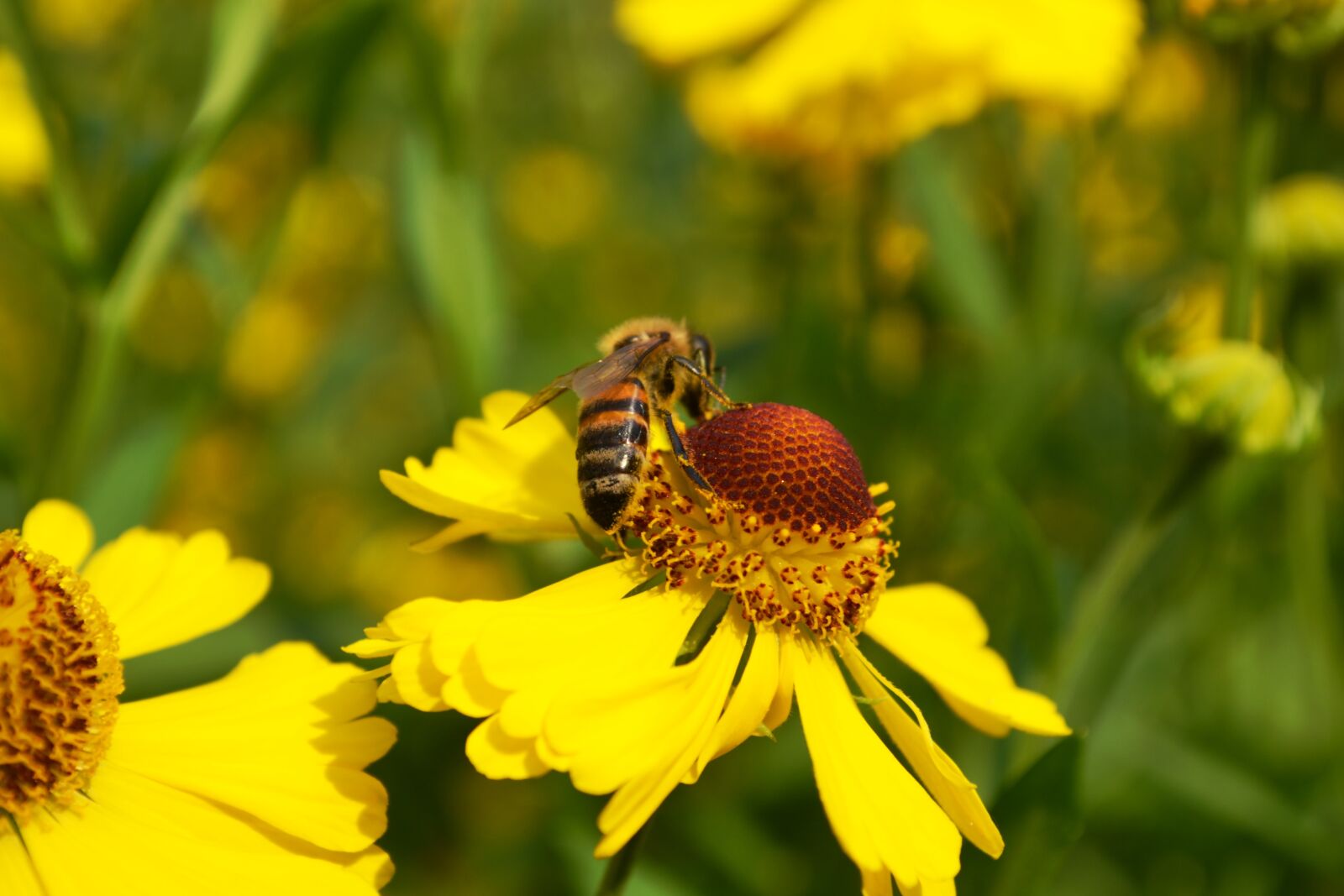 Nikon D3100 sample photo. Bee, blossom, bloom photography