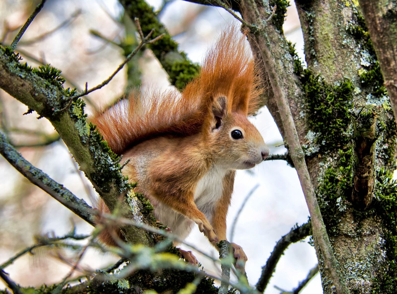 Pentax K-30 sample photo. Squirrel, spring, rodent photography