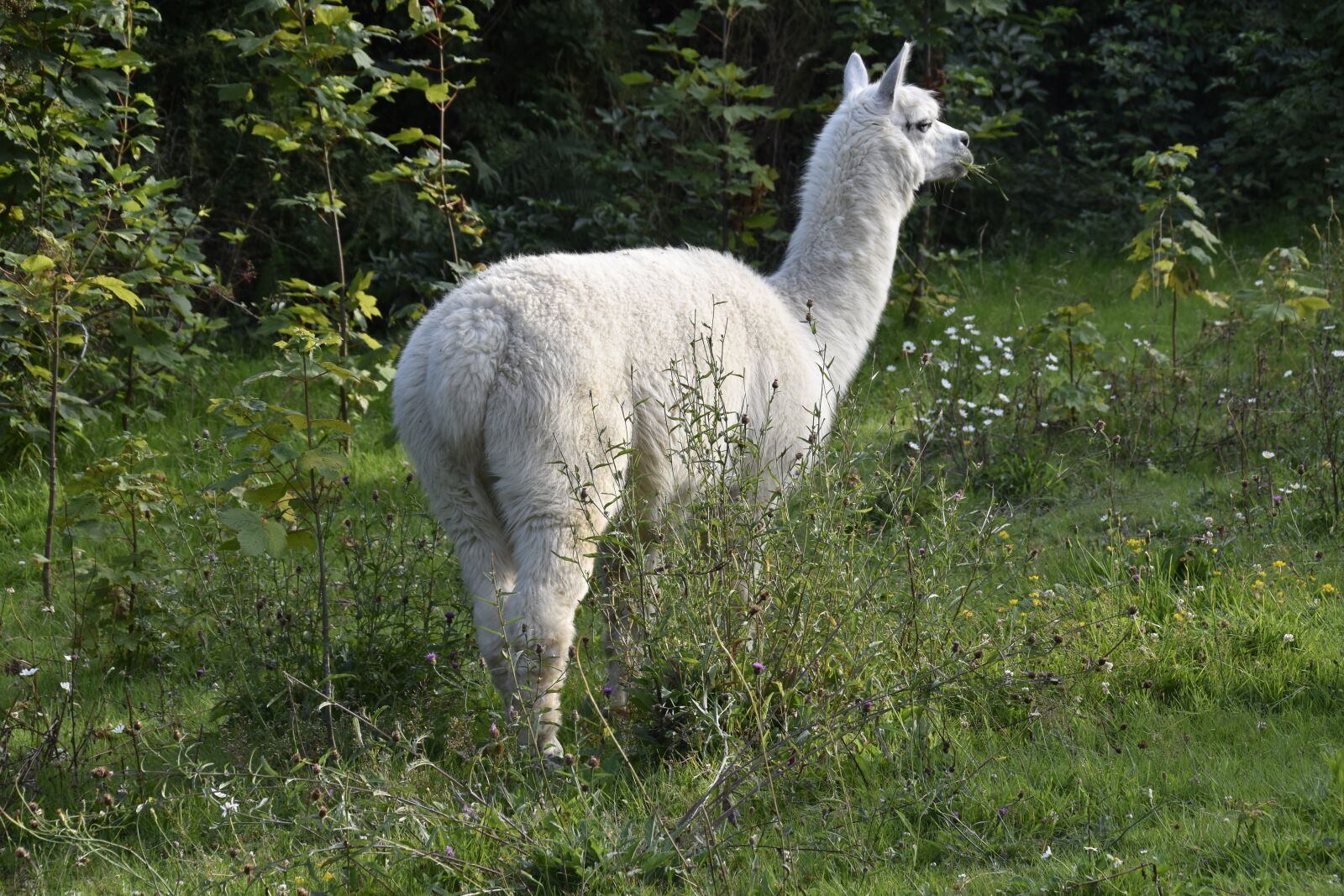 Nikon D5600 sample photo. Alpaca, camelids, alpaca color photography