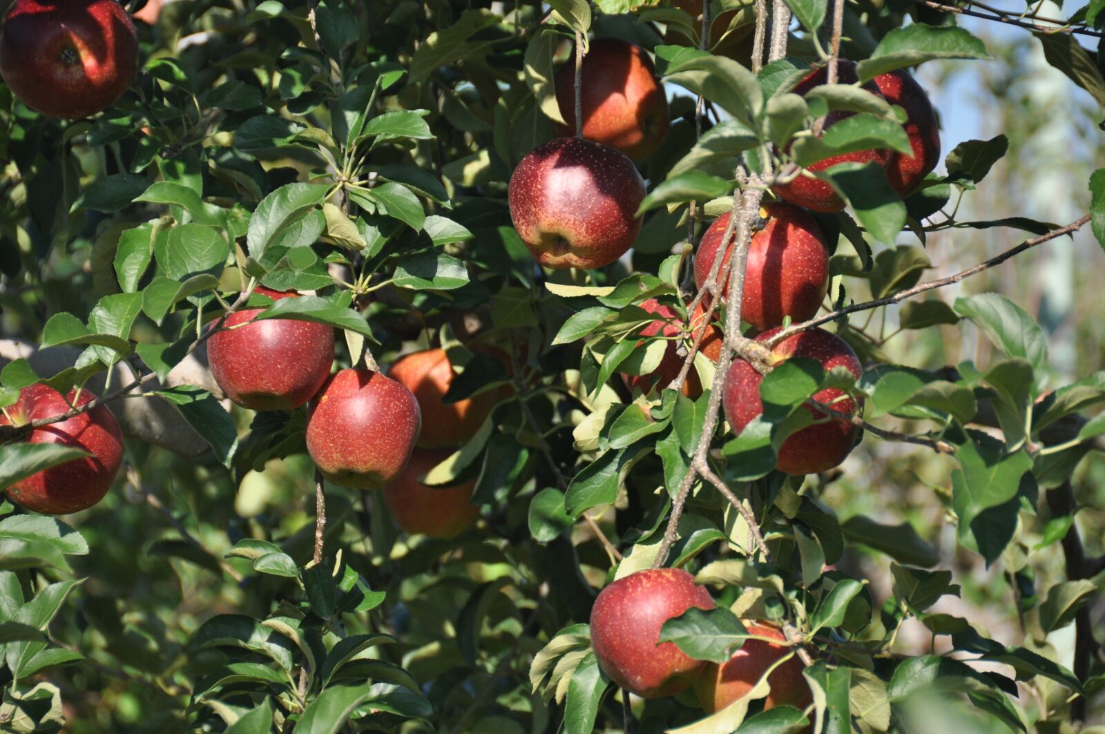 Nikon D90 sample photo. Apple, fruit of the photography