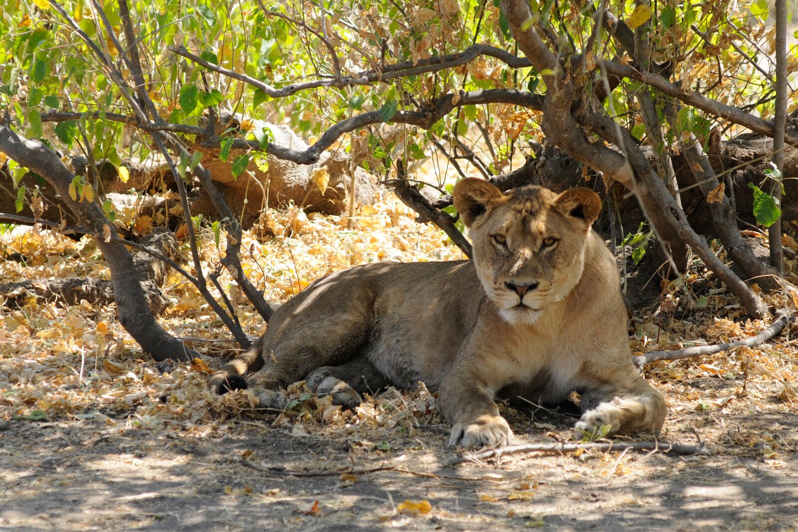 Nikon D300 sample photo. Lion, botswana, chobe photography