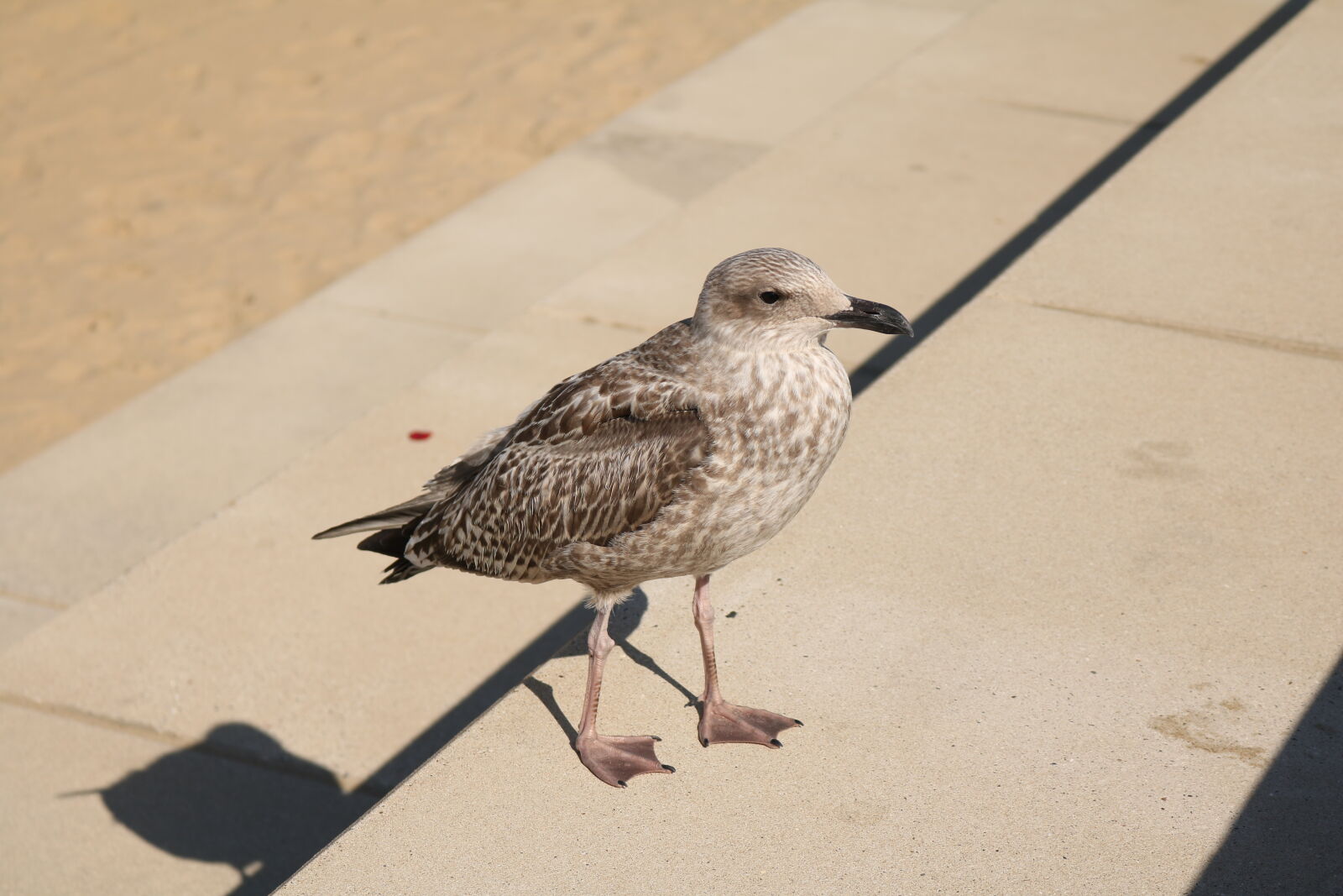Canon EOS 750D (EOS Rebel T6i / EOS Kiss X8i) sample photo. Bird, seagull photography