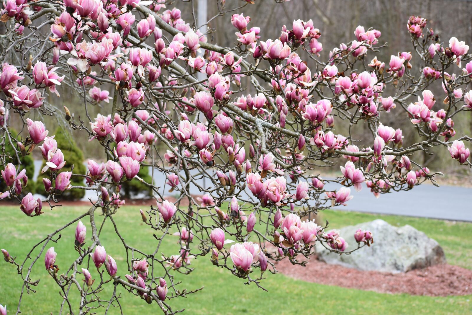 Nikon D3400 sample photo. Magnolia, tree, spring photography