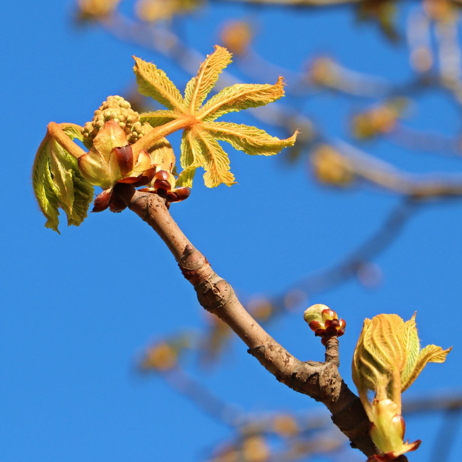 Canon EOS 200D (EOS Rebel SL2 / EOS Kiss X9) sample photo. Chestnut, awakening, nature photography