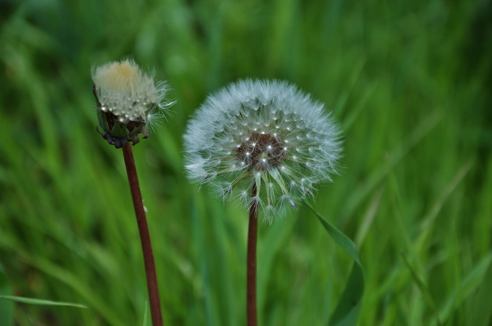 Nikon D7000 sample photo. Milkweed, flower, wild photography