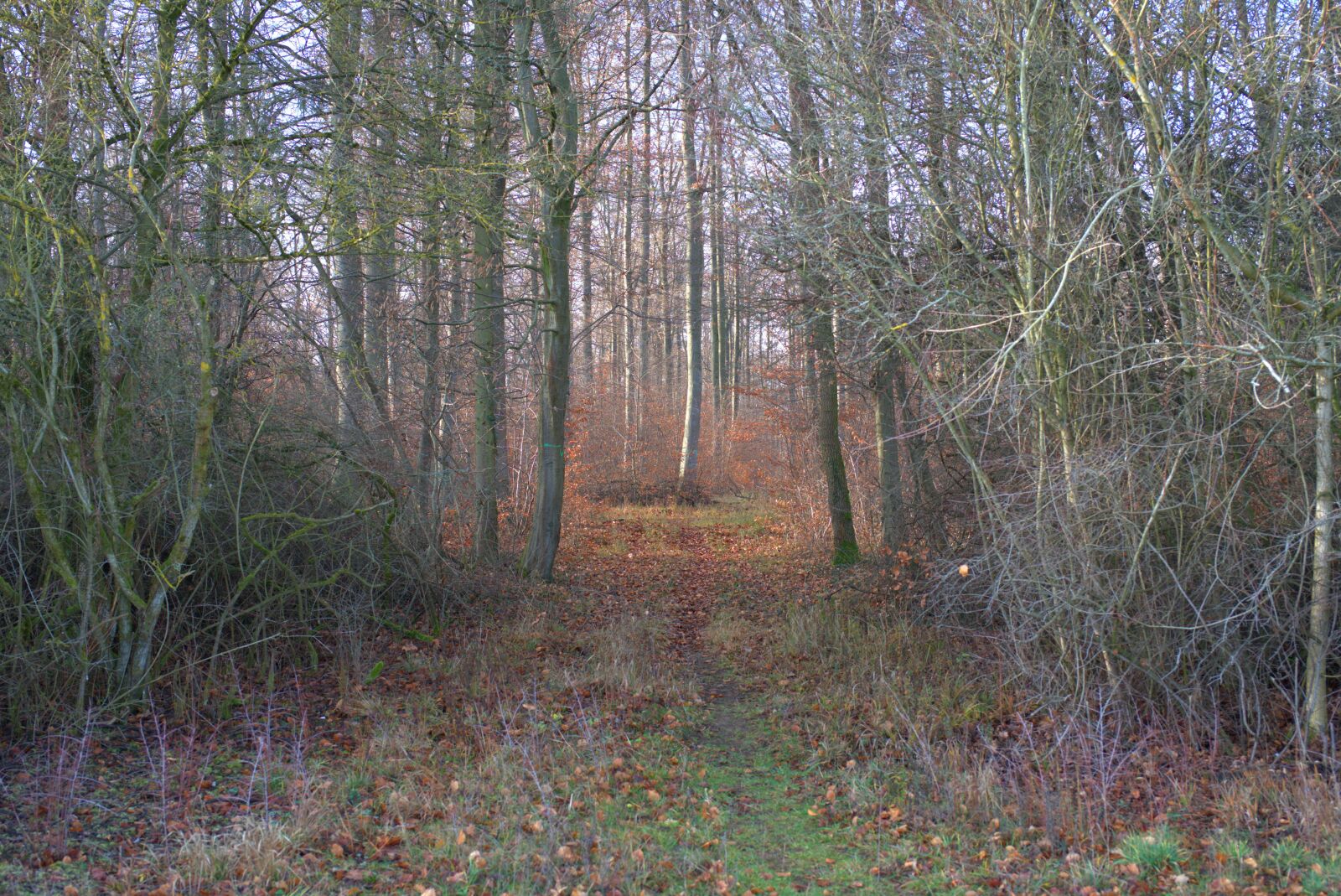 Sony FE 50mm F2.8 Macro sample photo. Forest, tree, away photography
