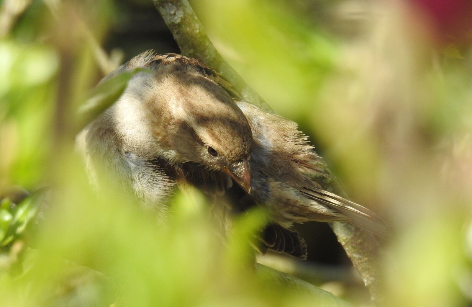 Nikon Coolpix P900 sample photo. Bird, animal world, nature photography