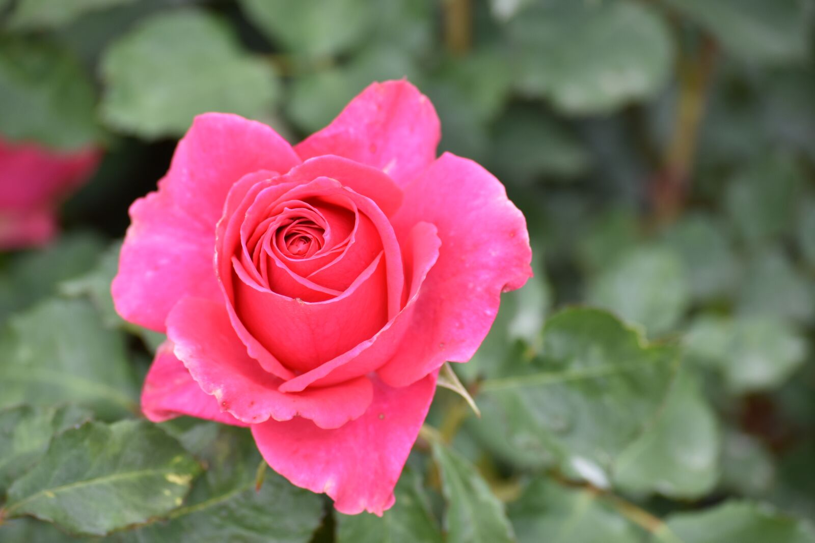 Nikon D3400 sample photo. Lijiang, rose town, flower photography