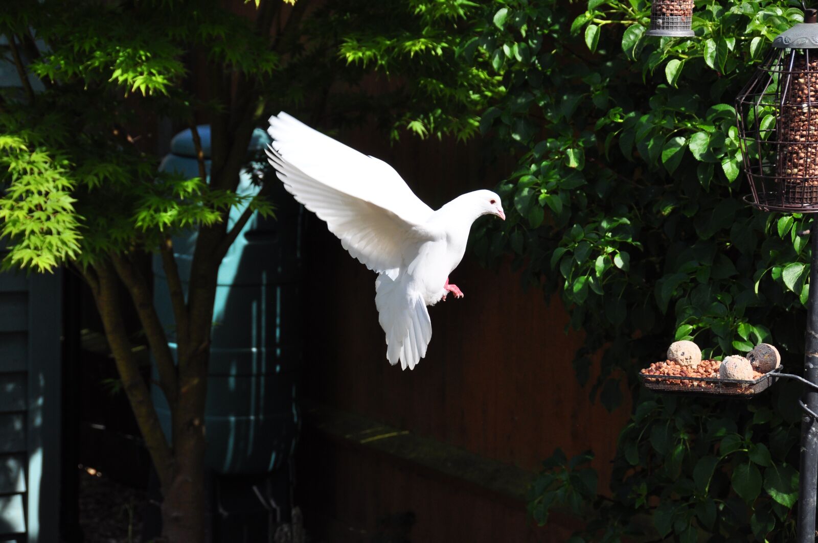 Nikon D90 sample photo. Dove, in, flight photography