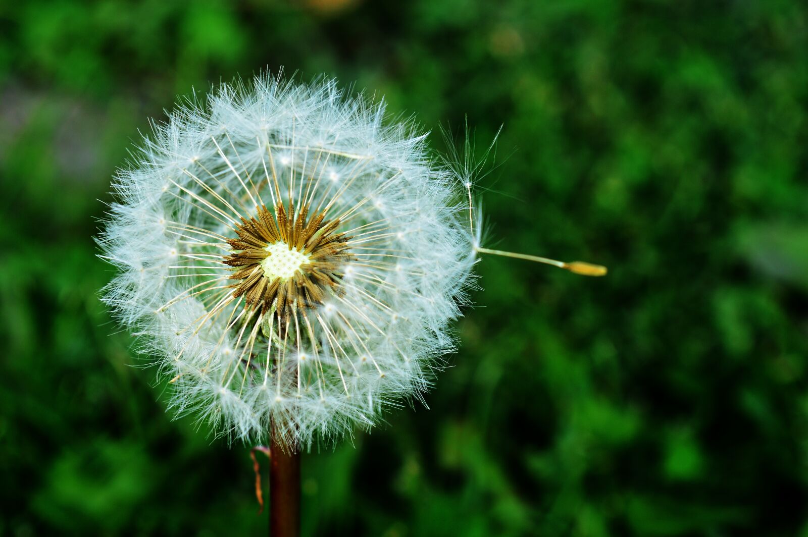 Nikon D3200 sample photo. Dandelion, dressing-gown dandelion, nature photography