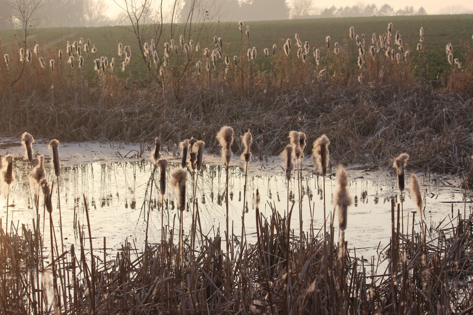 Canon EOS 600D (Rebel EOS T3i / EOS Kiss X5) sample photo. Pond, reed, mirroring photography