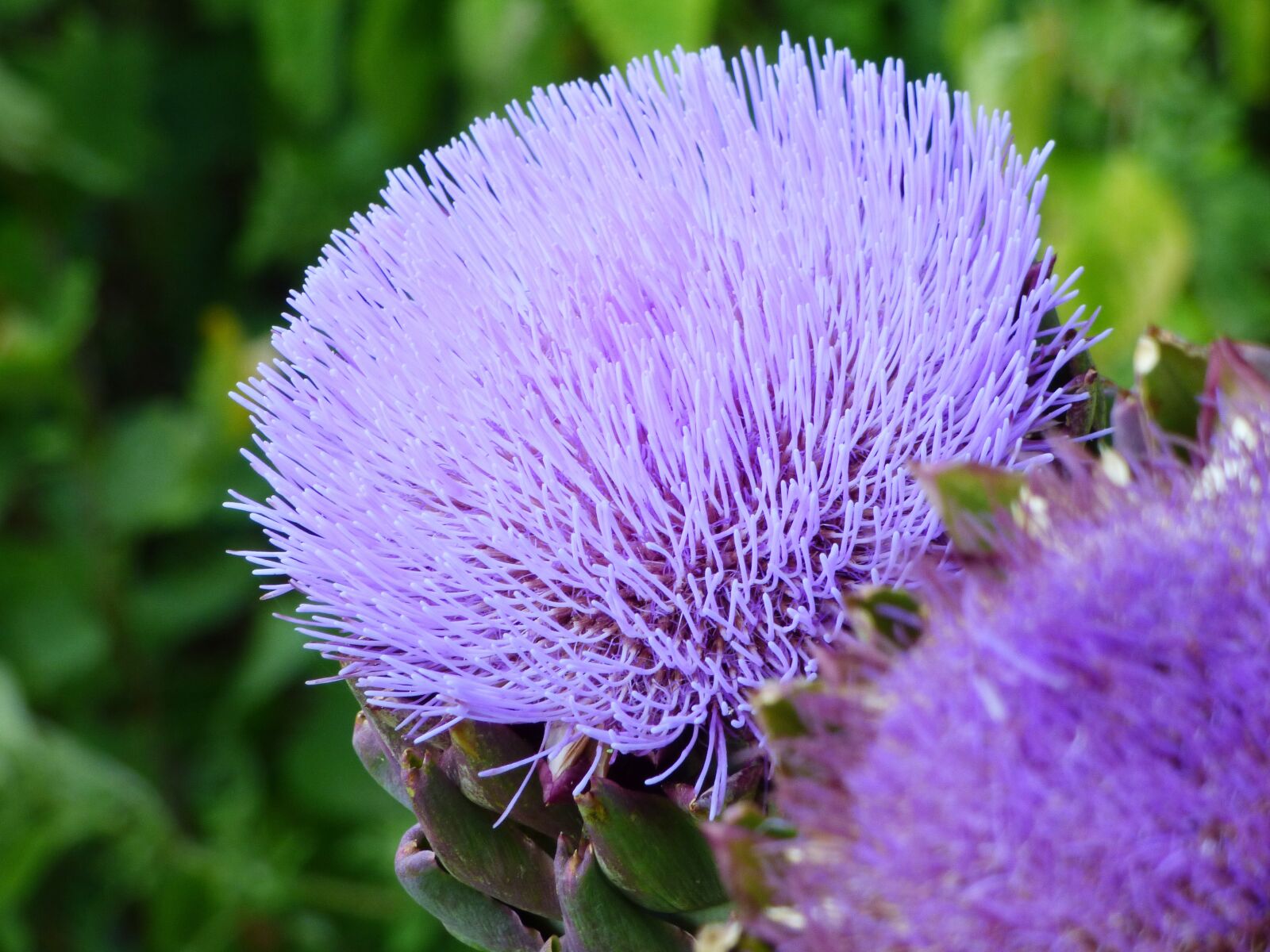 Panasonic DMC-FZ72 sample photo. Flower, artichoke, nature photography