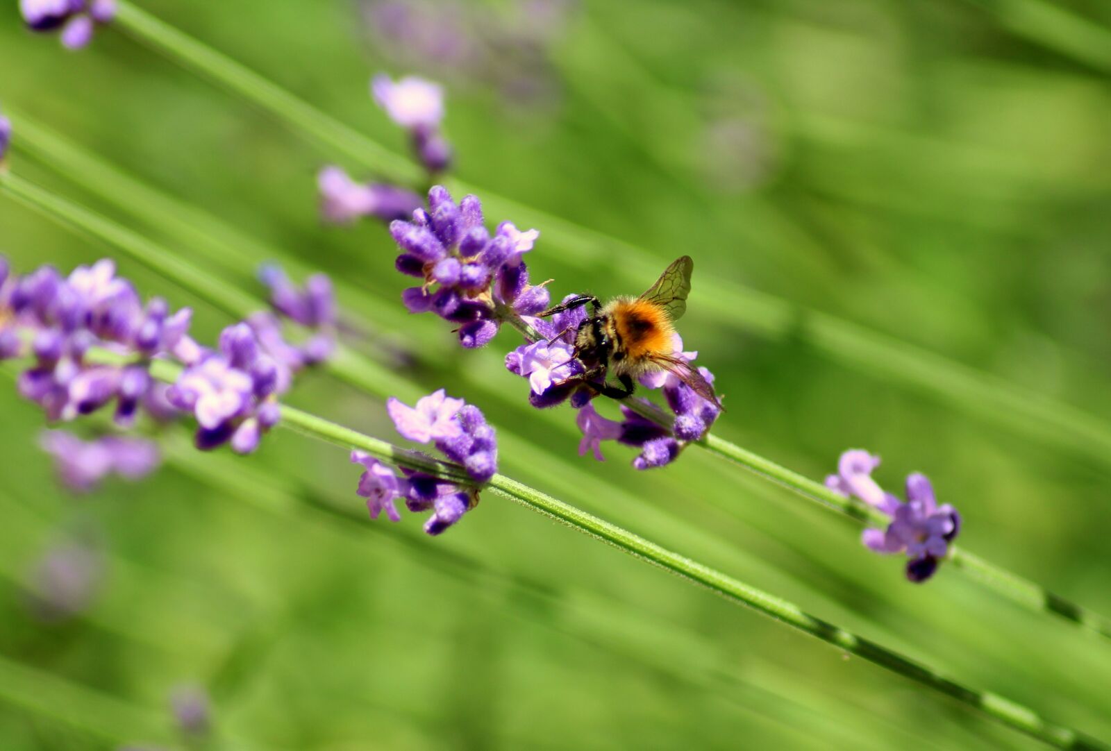 Canon EOS 1200D (EOS Rebel T5 / EOS Kiss X70 / EOS Hi) sample photo. Lavender, insect, bee photography