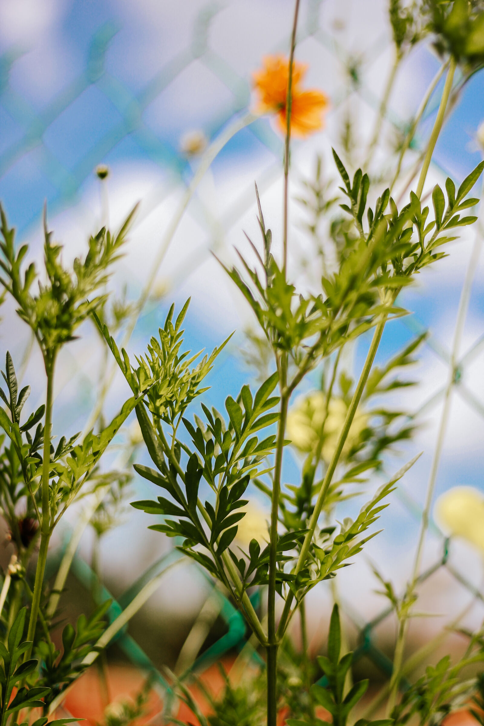 Canon EF 50mm F1.8 STM sample photo