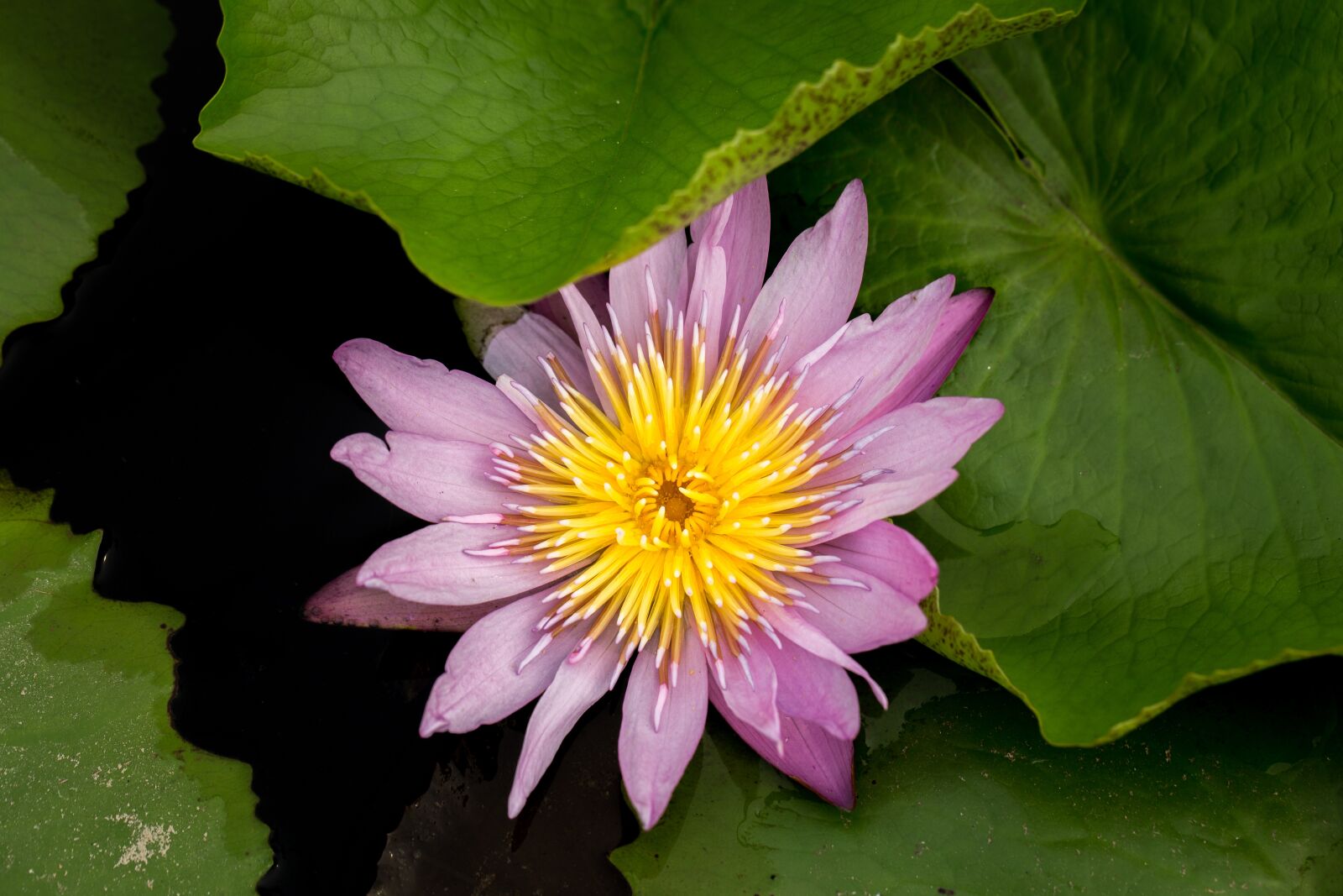 Canon EF 100mm F2.8L Macro IS USM sample photo. Water lily, nuphar lutea photography