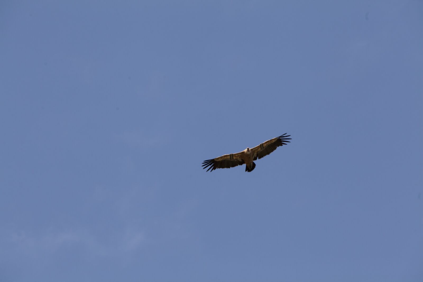 Canon EF 70-200mm F2.8L USM sample photo. Wings, fly, israel photography