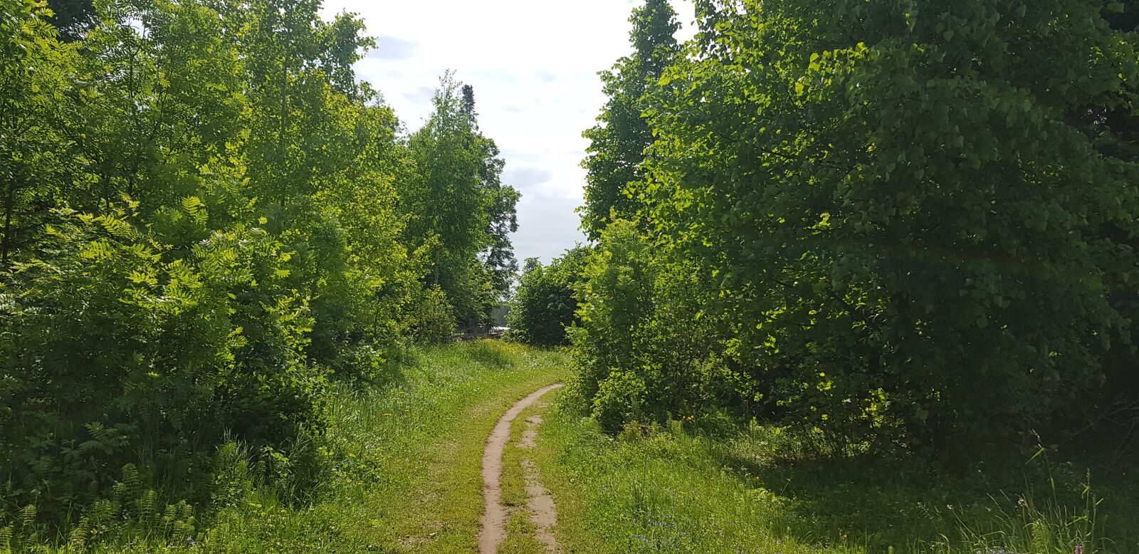 Samsung Galaxy S8+ sample photo. Forest, trees, summer photography
