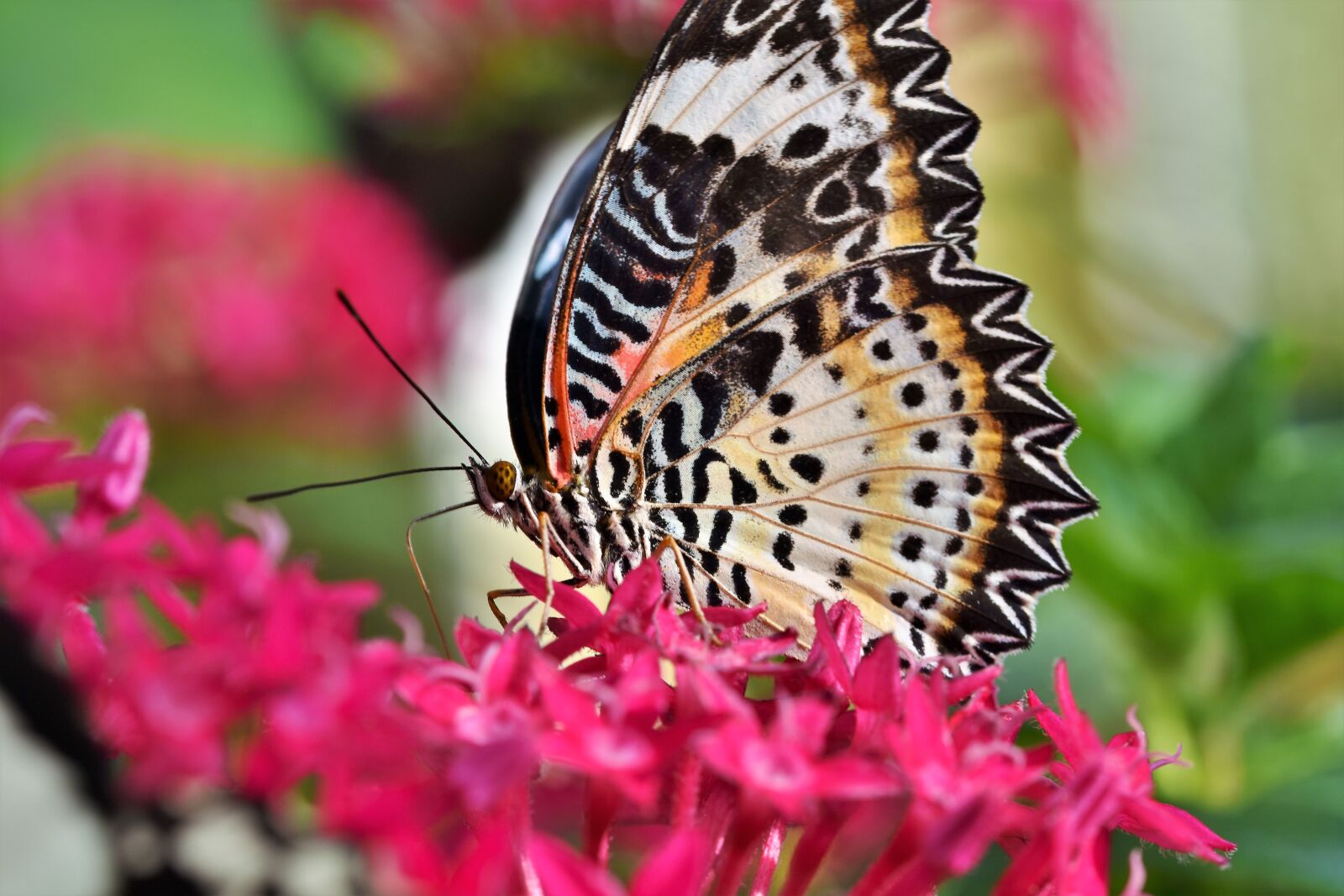 Nikon D7200 sample photo. Butterfly, tropical butterfly, exotic photography