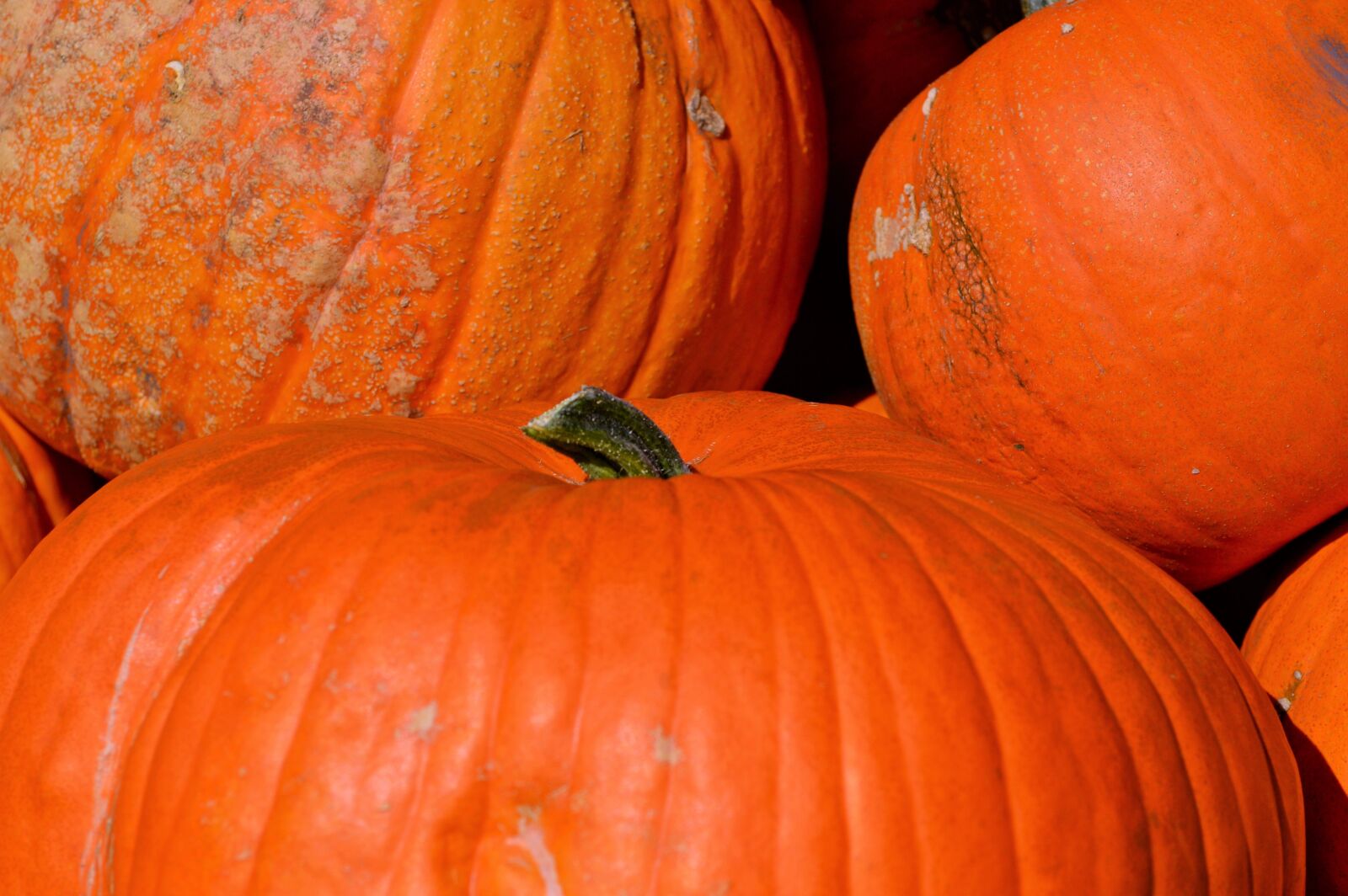 Nikon D3200 sample photo. Pumpkin, fruit, orange photography