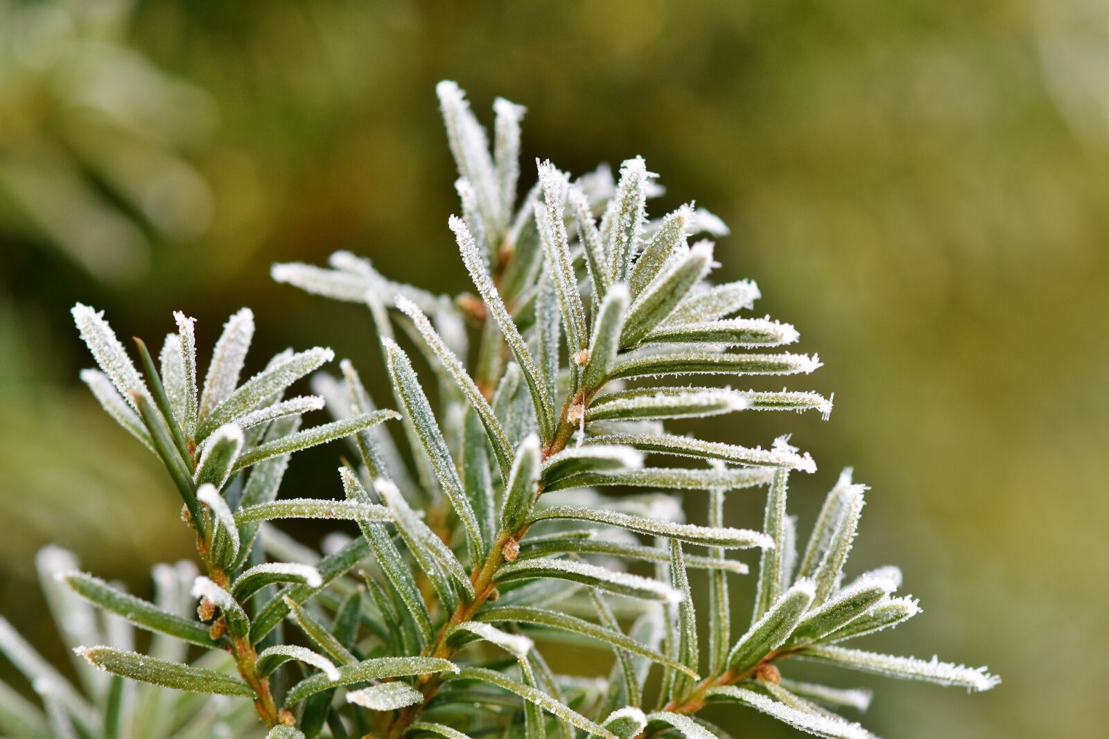 Nikon D7200 sample photo. Pine needles, spruce, needles photography