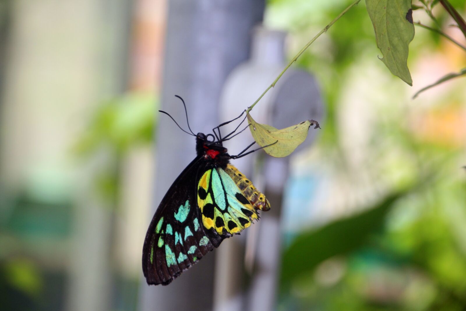 Canon EOS 650D (EOS Rebel T4i / EOS Kiss X6i) sample photo. Butterfly, green, nature photography