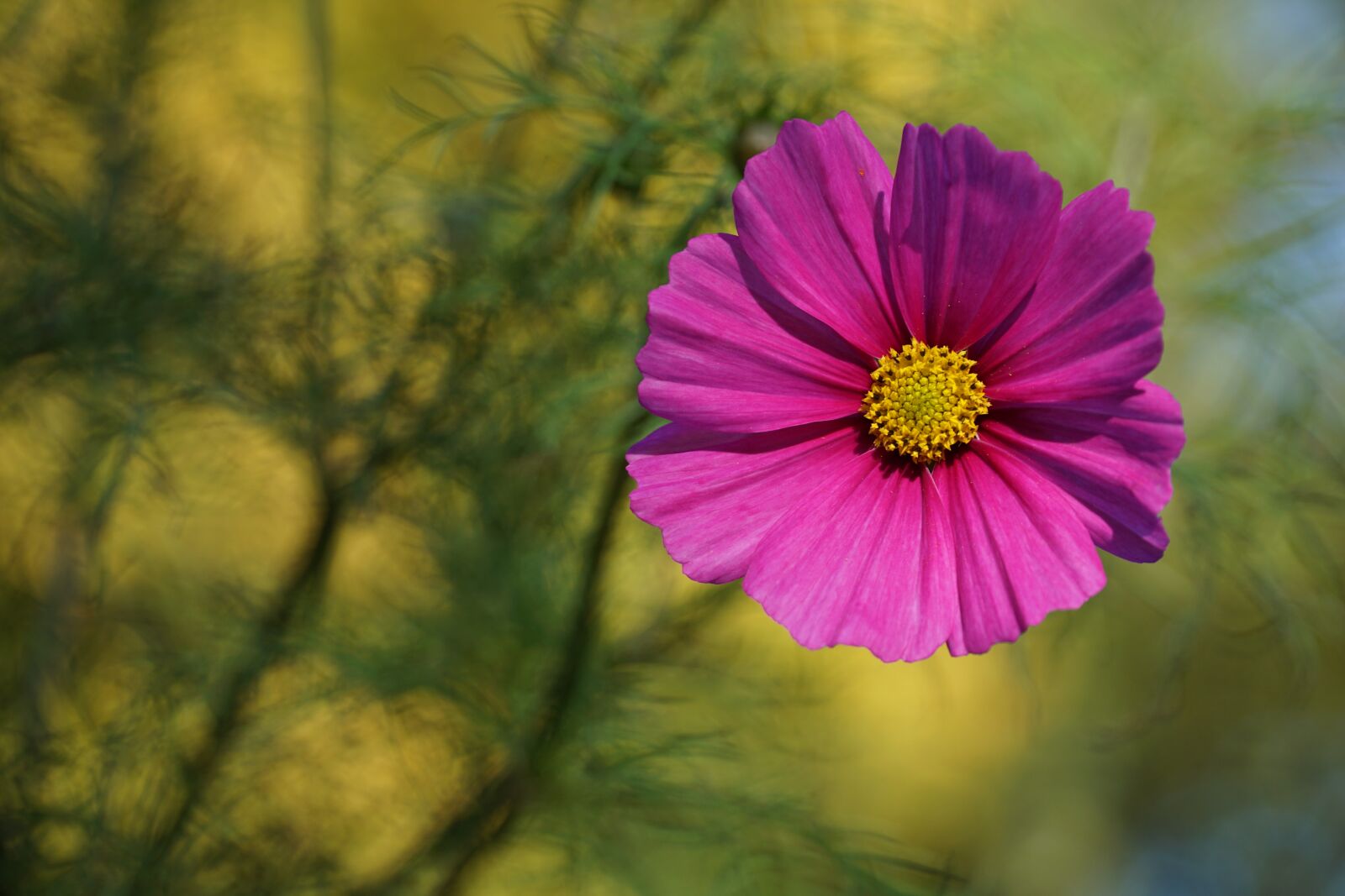 Sony a6000 + Sony E PZ 18-105mm F4 G OSS sample photo. Flower, late summer, pink photography