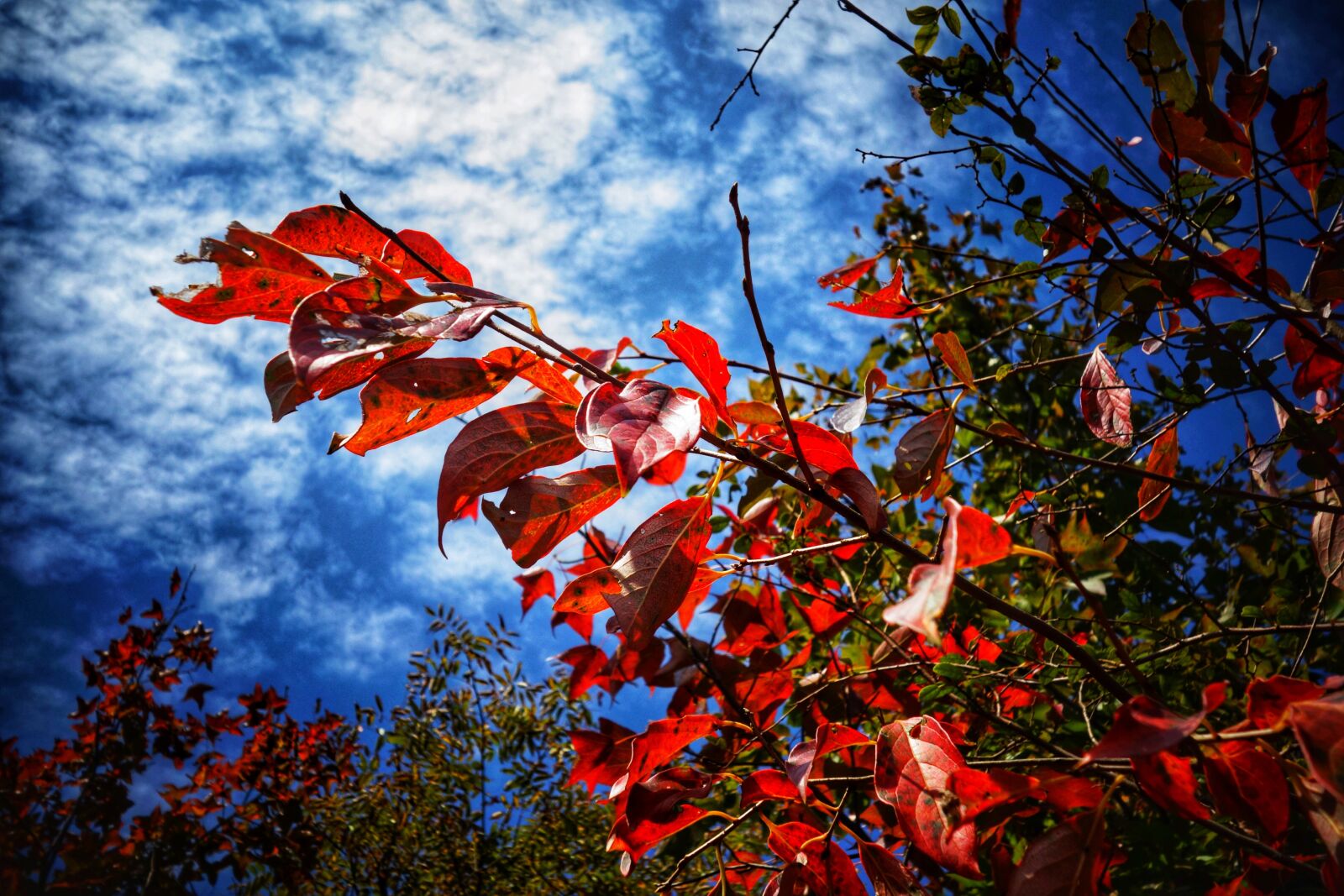 Sony Cyber-shot DSC-RX100 sample photo. Tree, leaf, season photography