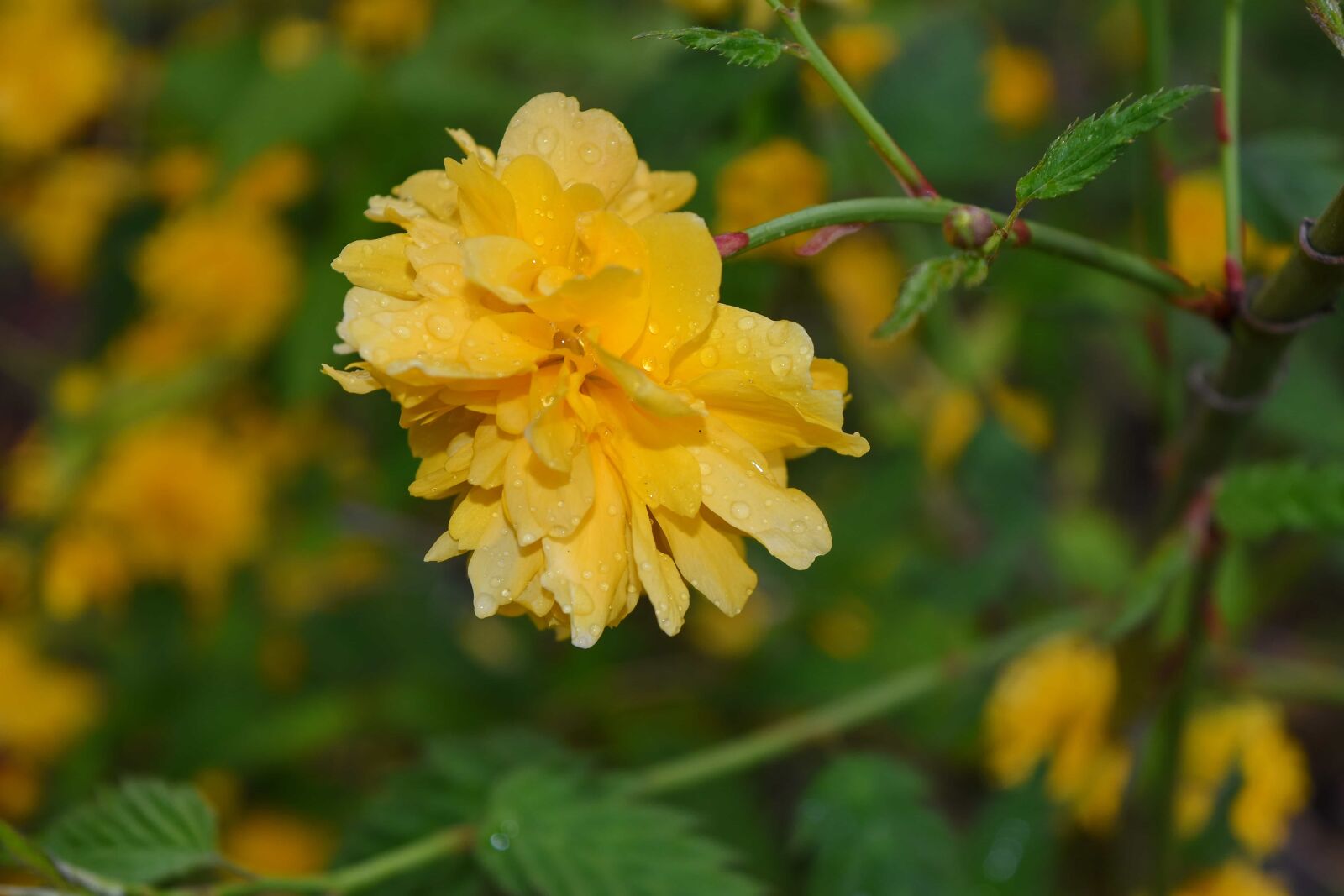 Nikon D5500 sample photo. Yellow, flora, shrub, leaf photography
