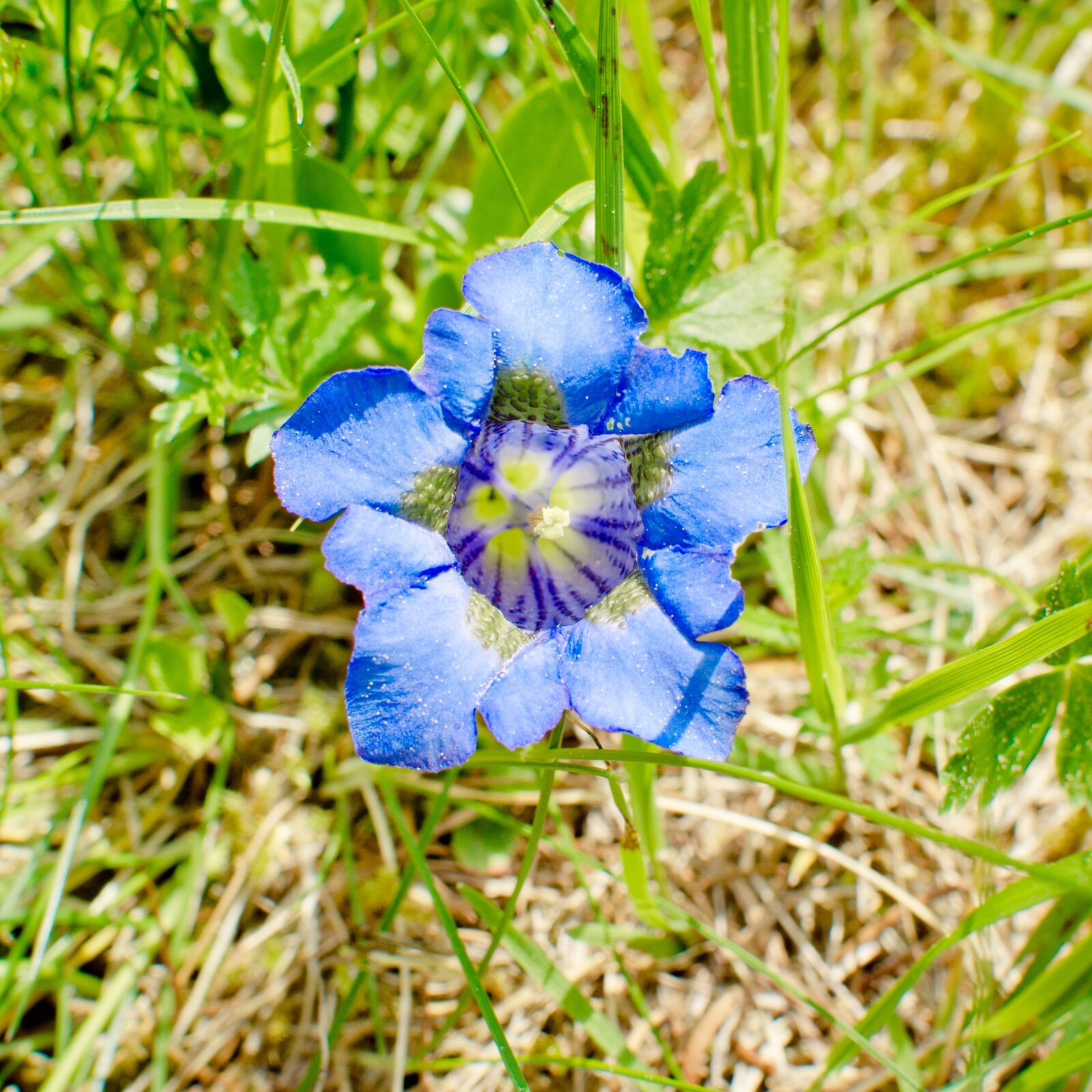 Nikon D7100 sample photo. Clusius gentian, blossom, bloom photography