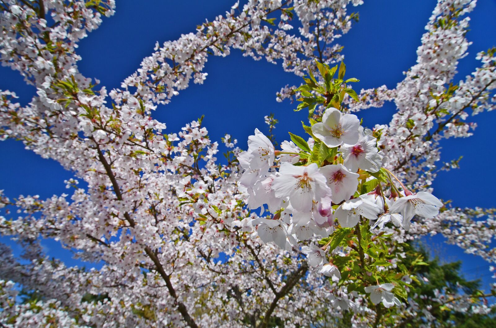 Nikon D7000 sample photo. Tree, spring, cherry blossom photography