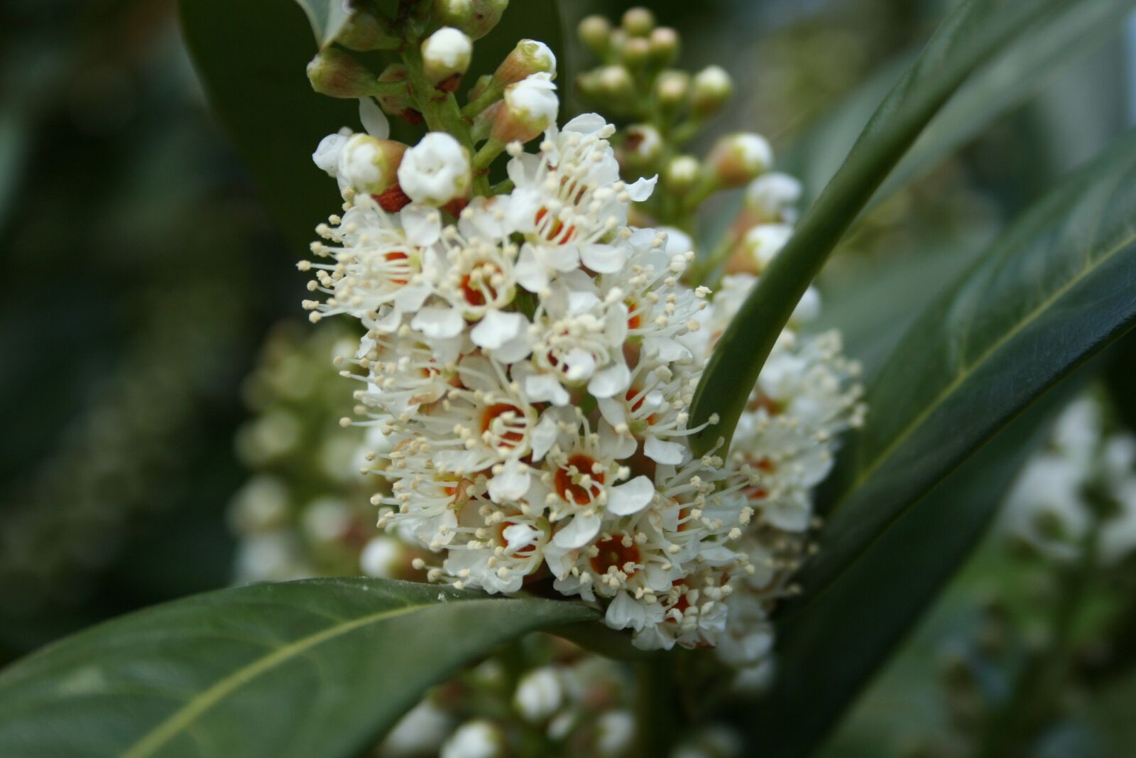 Canon EOS 350D (EOS Digital Rebel XT / EOS Kiss Digital N) sample photo. Nature, blossom, bloom photography