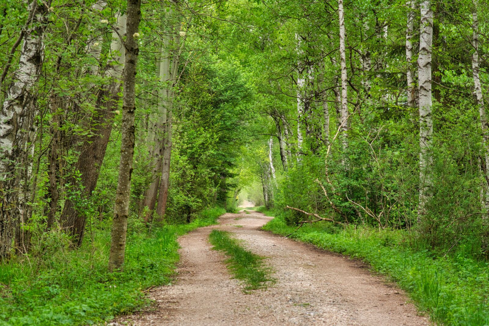 Nikon D7100 sample photo. Forest path, away, nature photography
