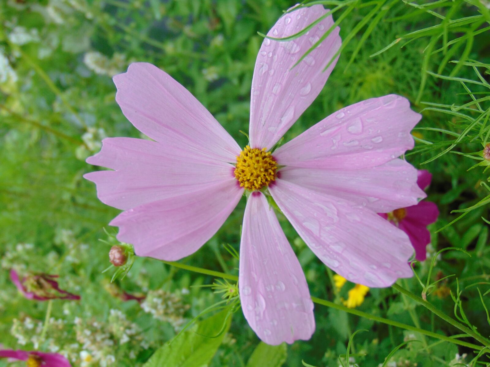 Sony Cyber-shot DSC-H300 sample photo. After the rain, wet photography