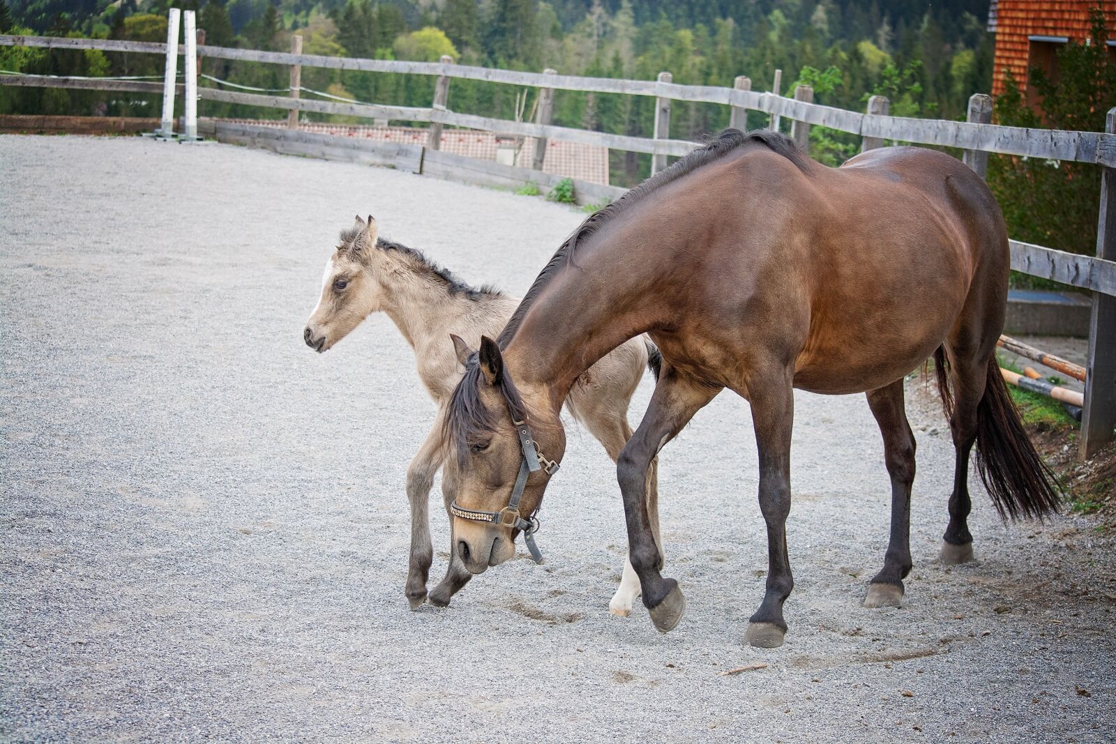 Nikon D7100 sample photo. Foal, horse, pony photography