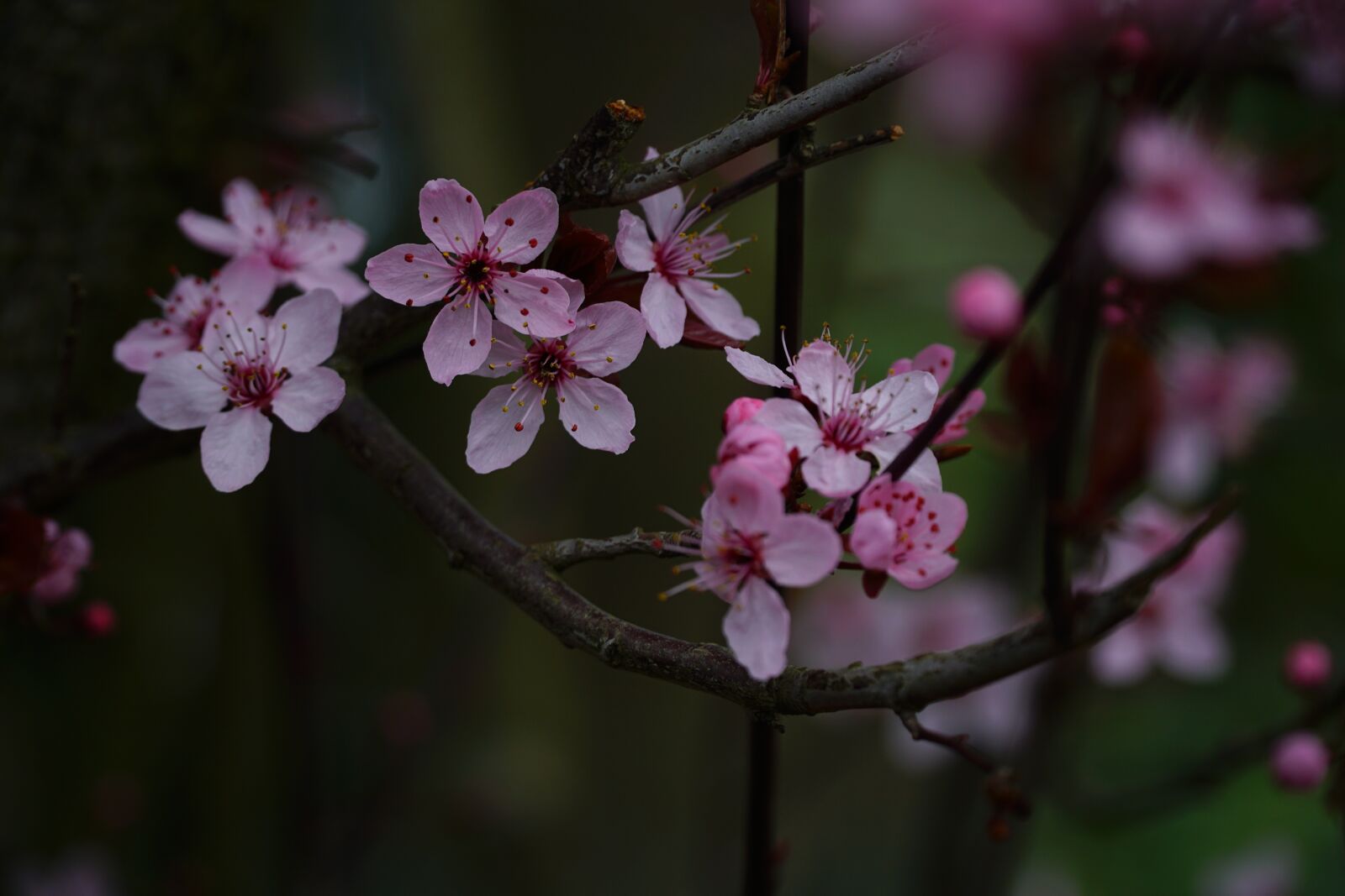 Sony a6000 + Sony E PZ 18-105mm F4 G OSS sample photo. Flower, nature, cherry wood photography