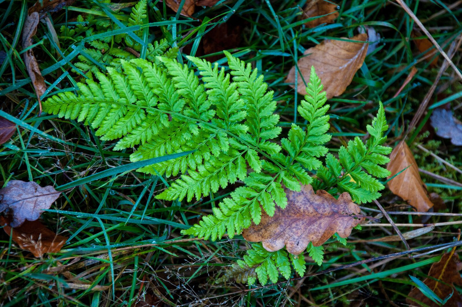 Nikon D5000 sample photo. Leaf, plant, nature photography
