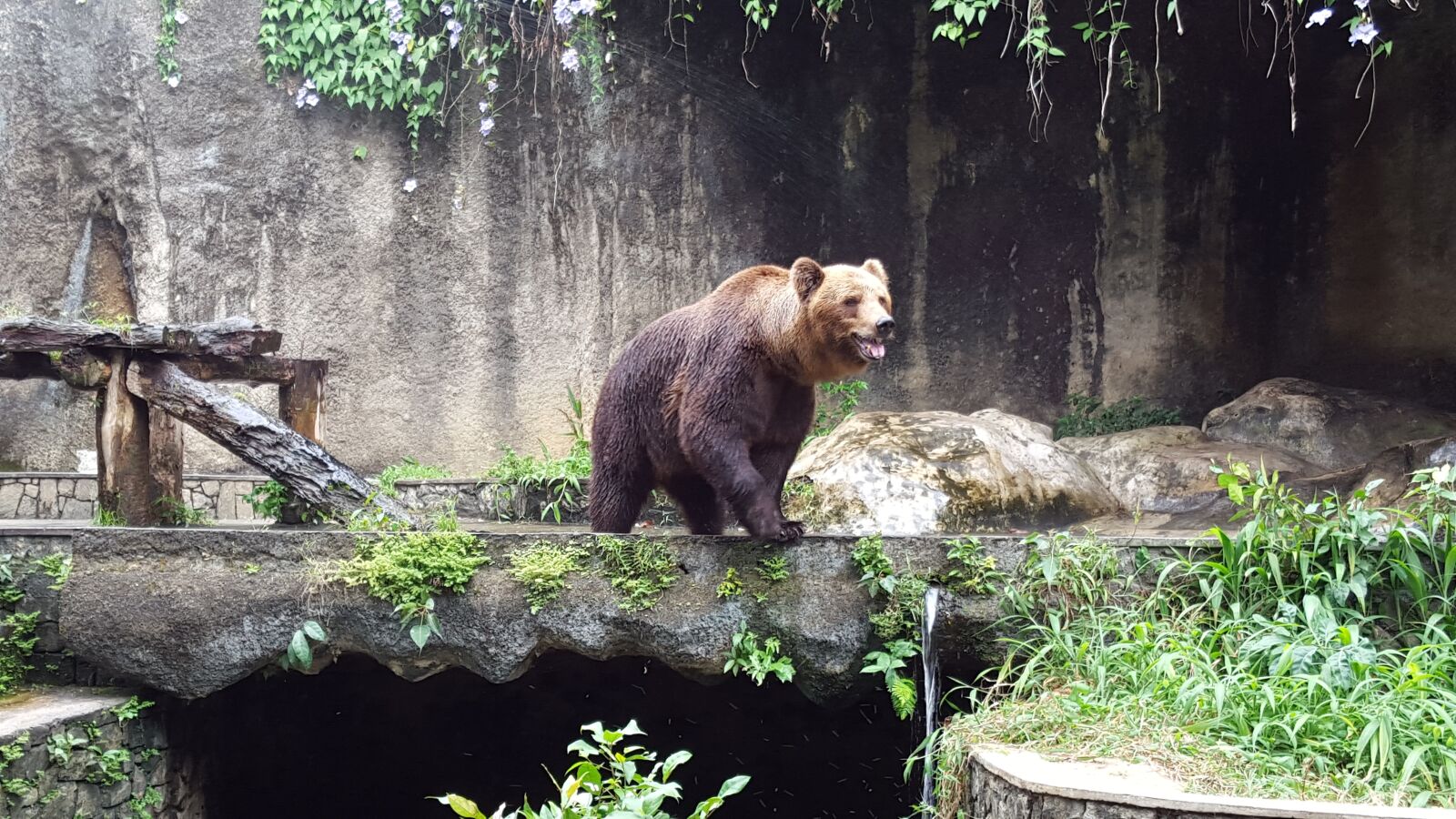 Samsung GALAXY S6 edge sample photo. Bear, zoo, animal photography