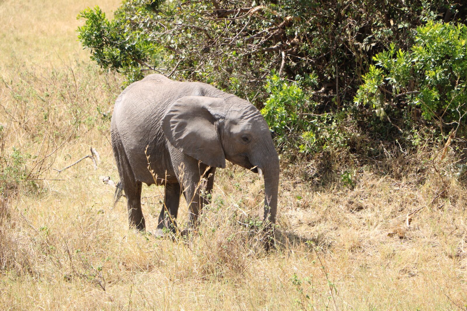 Canon EOS 760D (EOS Rebel T6s / EOS 8000D) sample photo. Elephant, baby elephant, animal photography