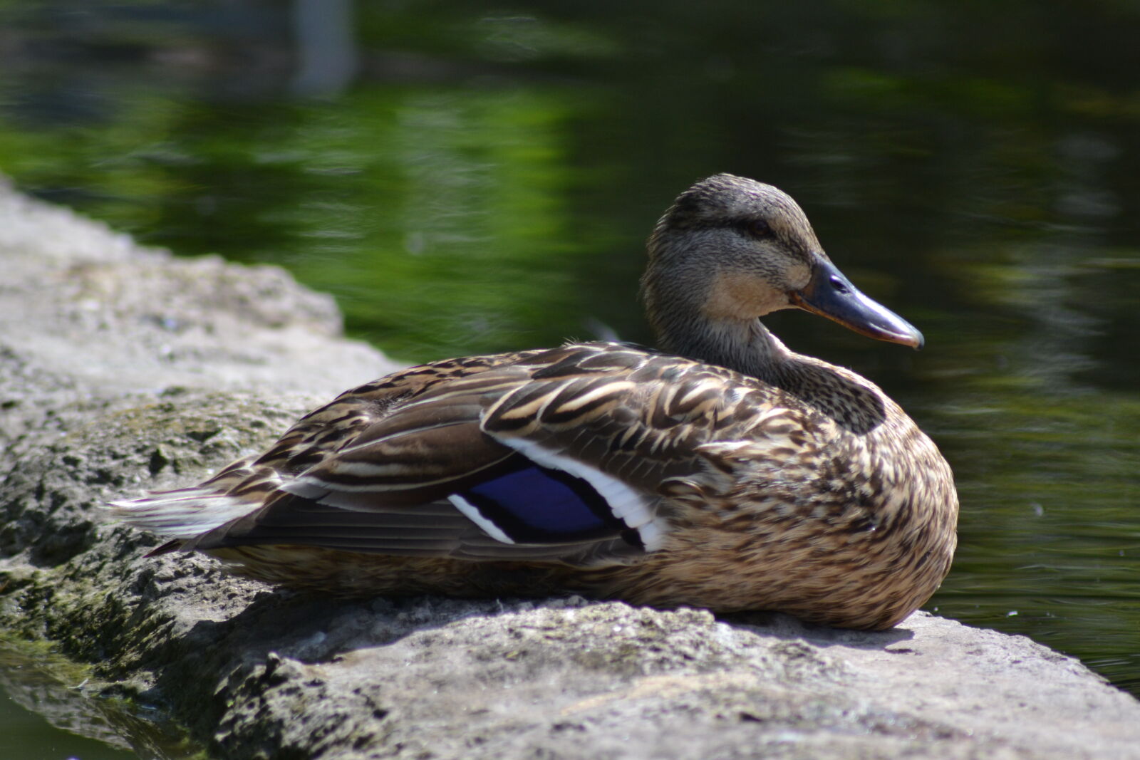 Nikon D3100 sample photo. Duck, mallard photography
