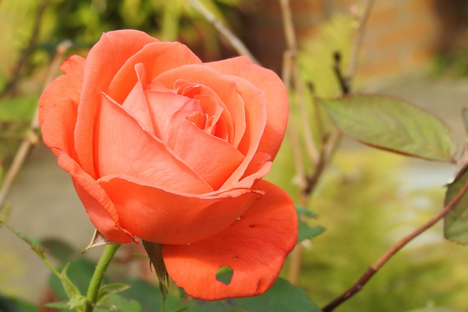 Nikon Coolpix P900 sample photo. Rose, rose bloom, pink photography