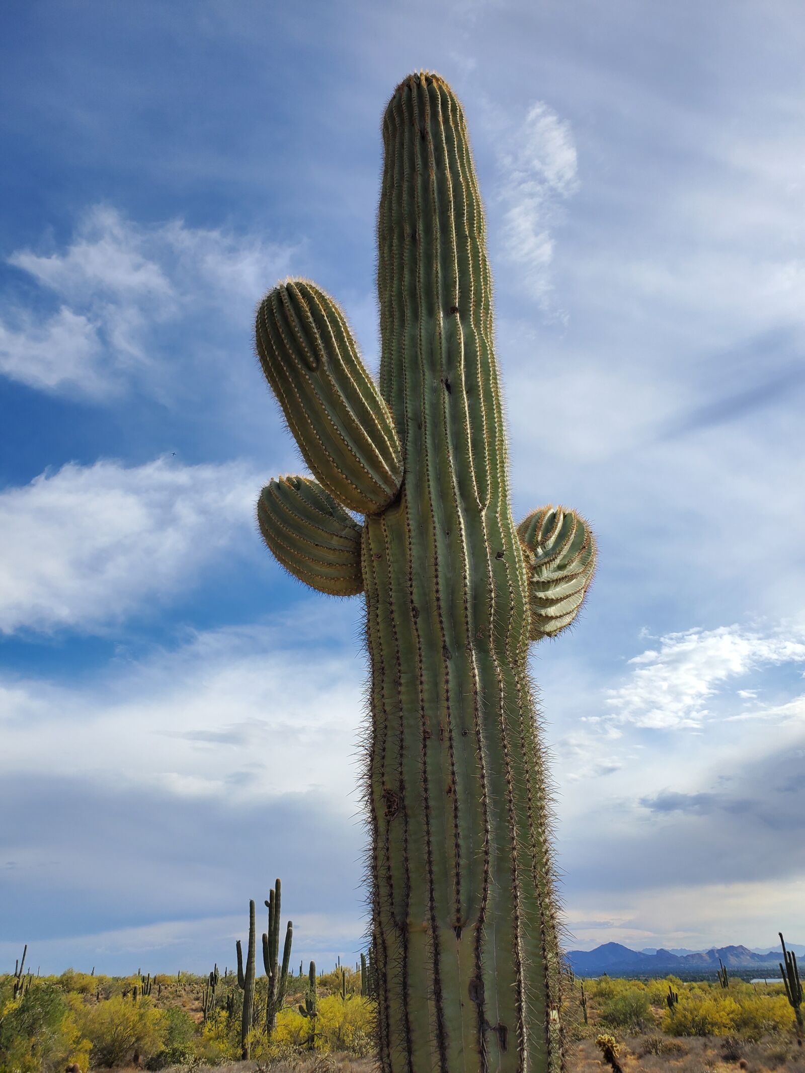 Samsung Galaxy S10+ sample photo. Cactus, green desert, nature photography