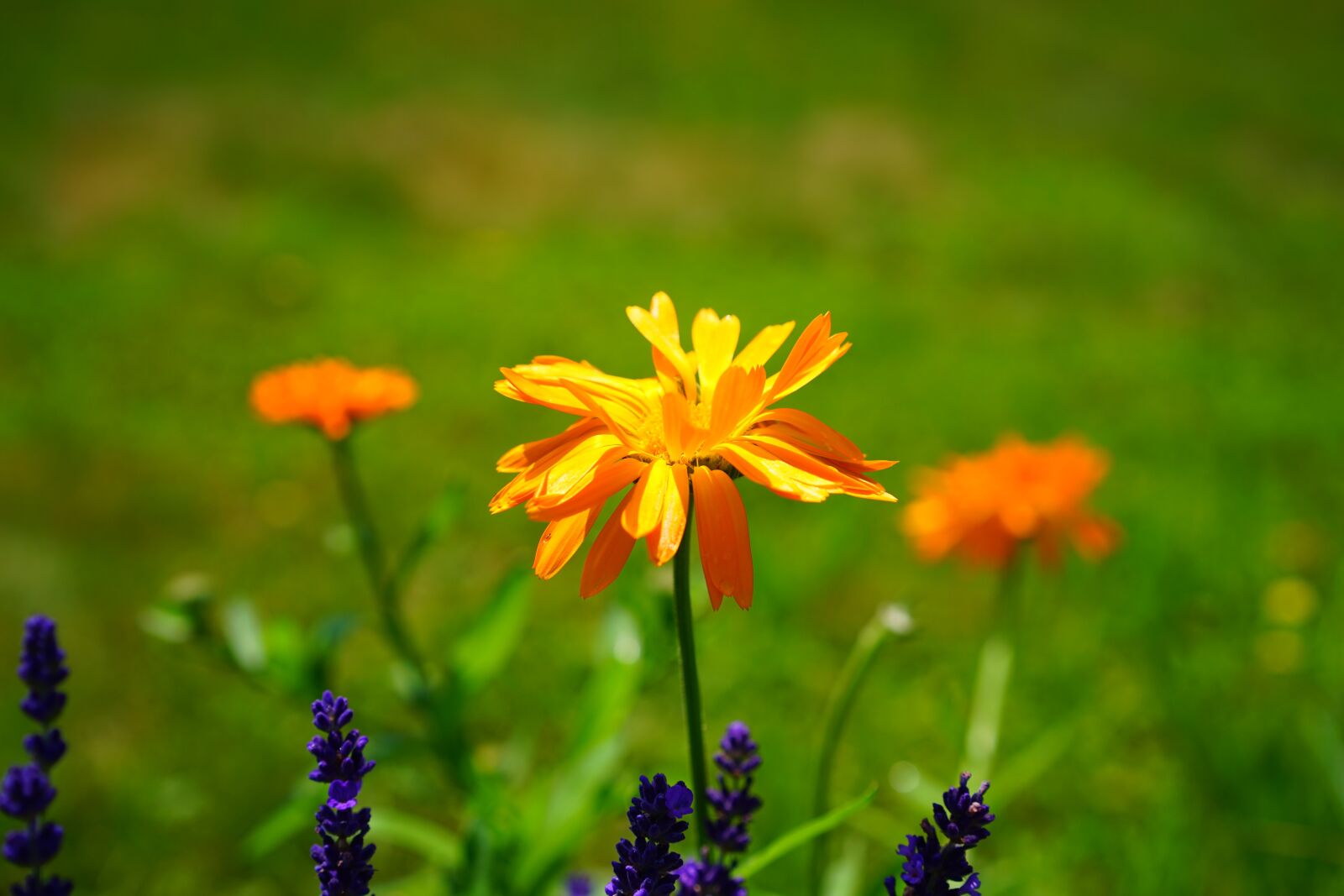 Sony a7 + Sony Sonnar T* FE 55mm F1.8 ZA sample photo. Marigold, flower, blossom photography