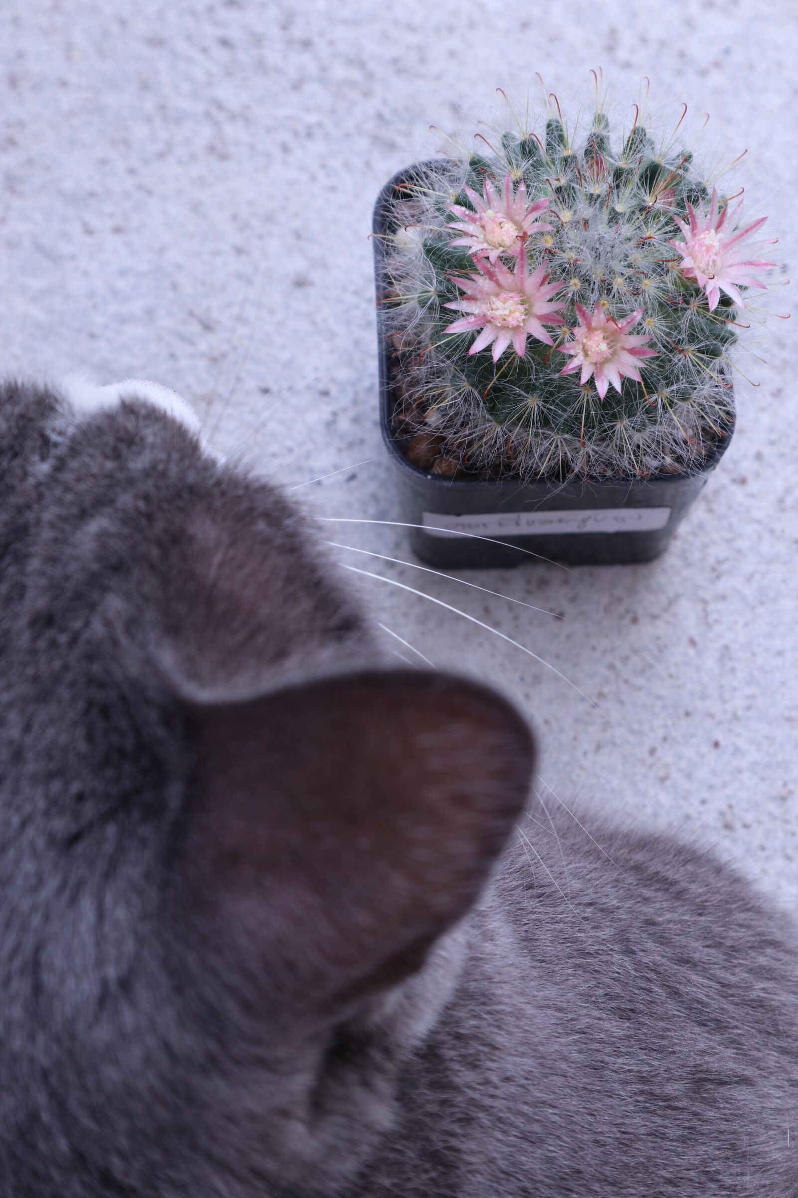 Canon EOS M6 + Canon EF-M 15-45mm F3.5-6.3 IS STM sample photo. Cat, cactus, nature photography